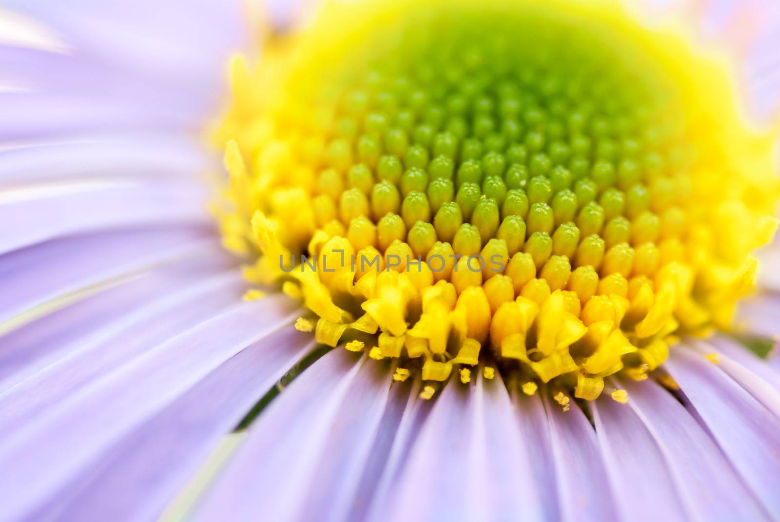 yellow and lilac flower closeup