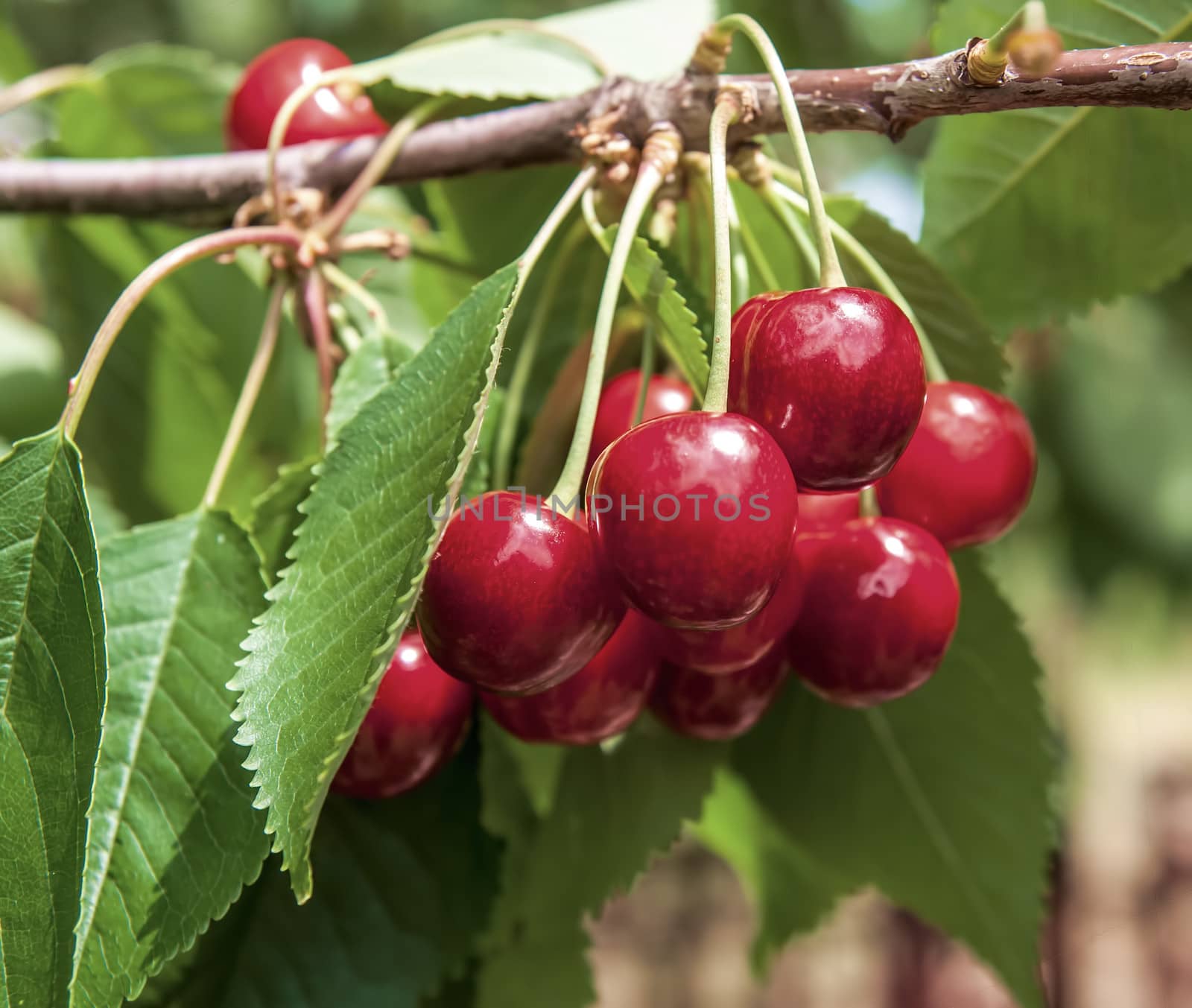 cherry on a tree in the garden by Zhukow