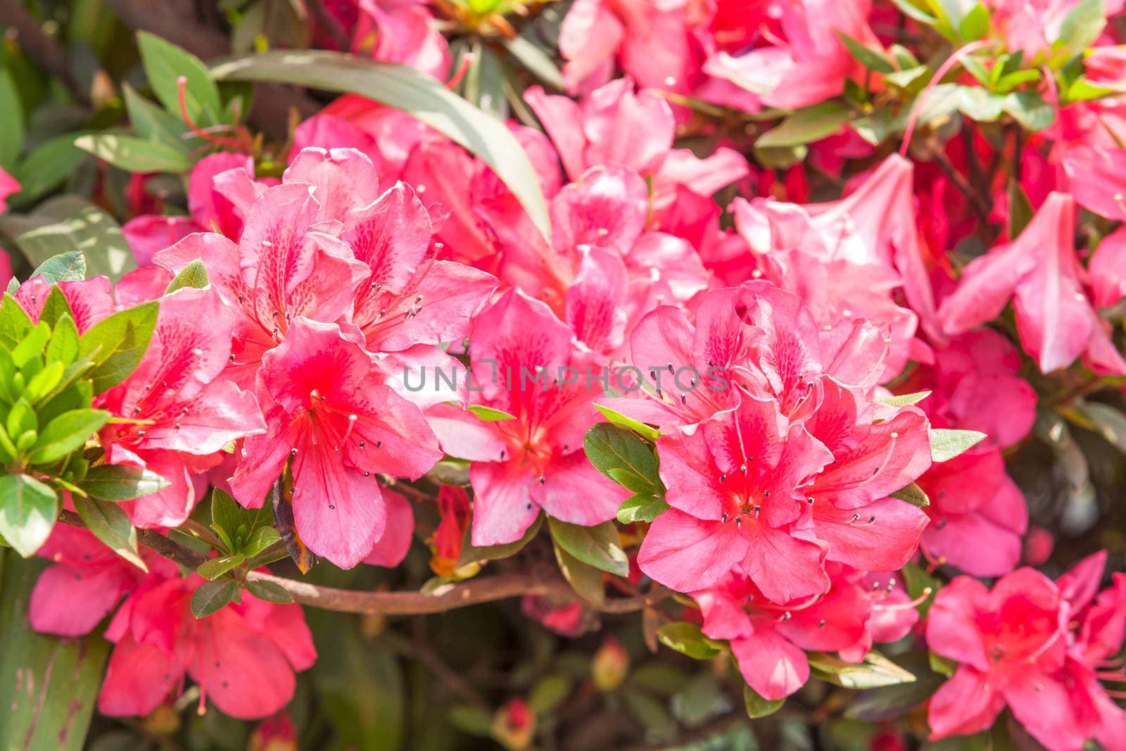 Red Rhododendrons flower  in Yoksom, Sikkim, India