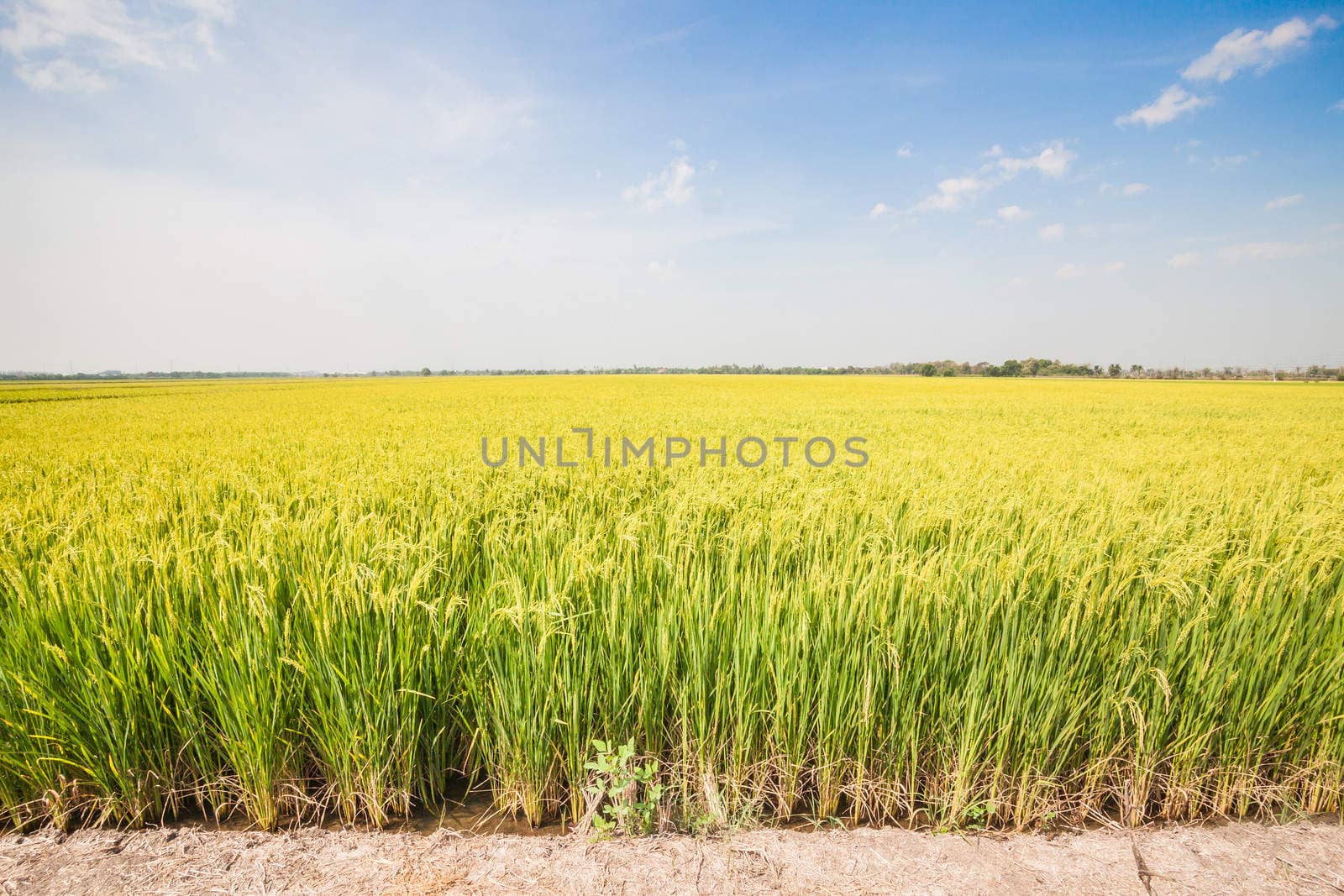 Green rice fields in Northern Highlands of Thailand