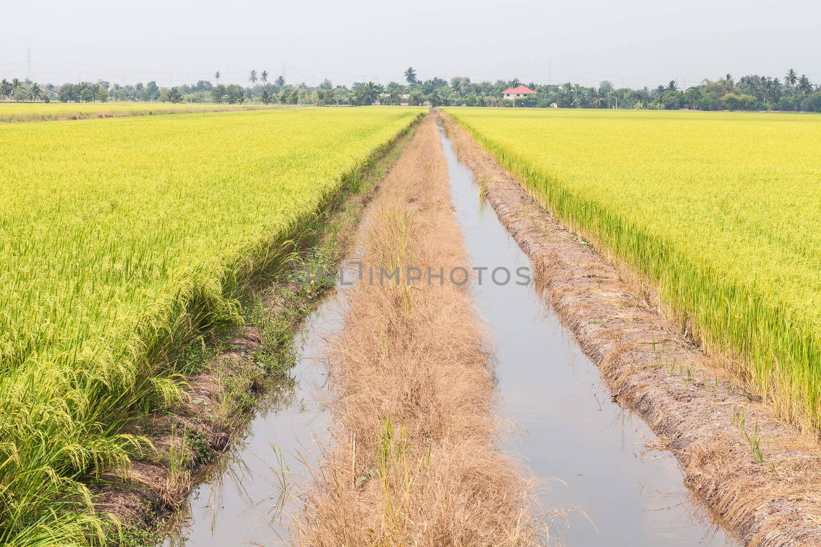 close up of green paddy rice in field.