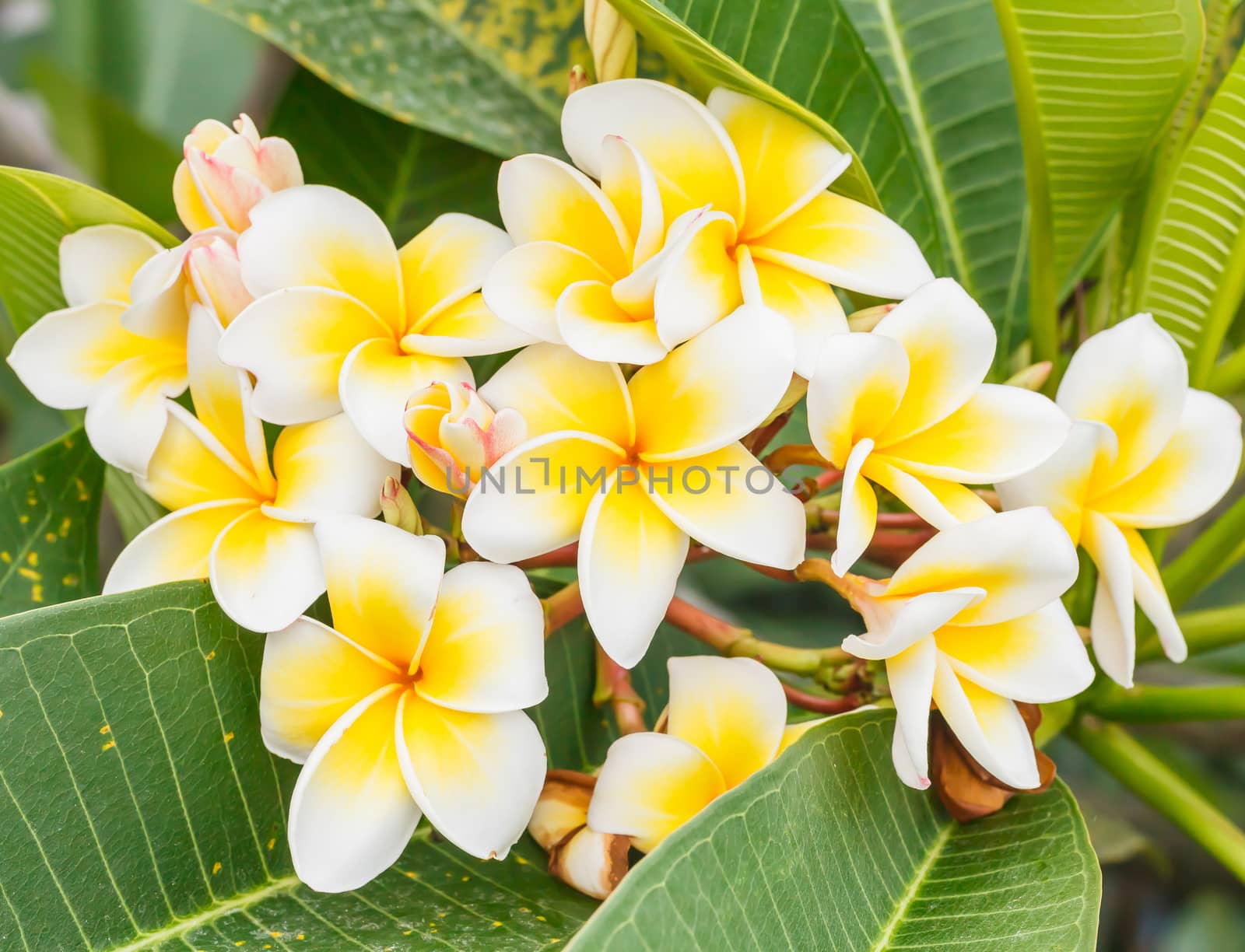 Branch of tropical flowers frangipani (plumeria), Thailand.