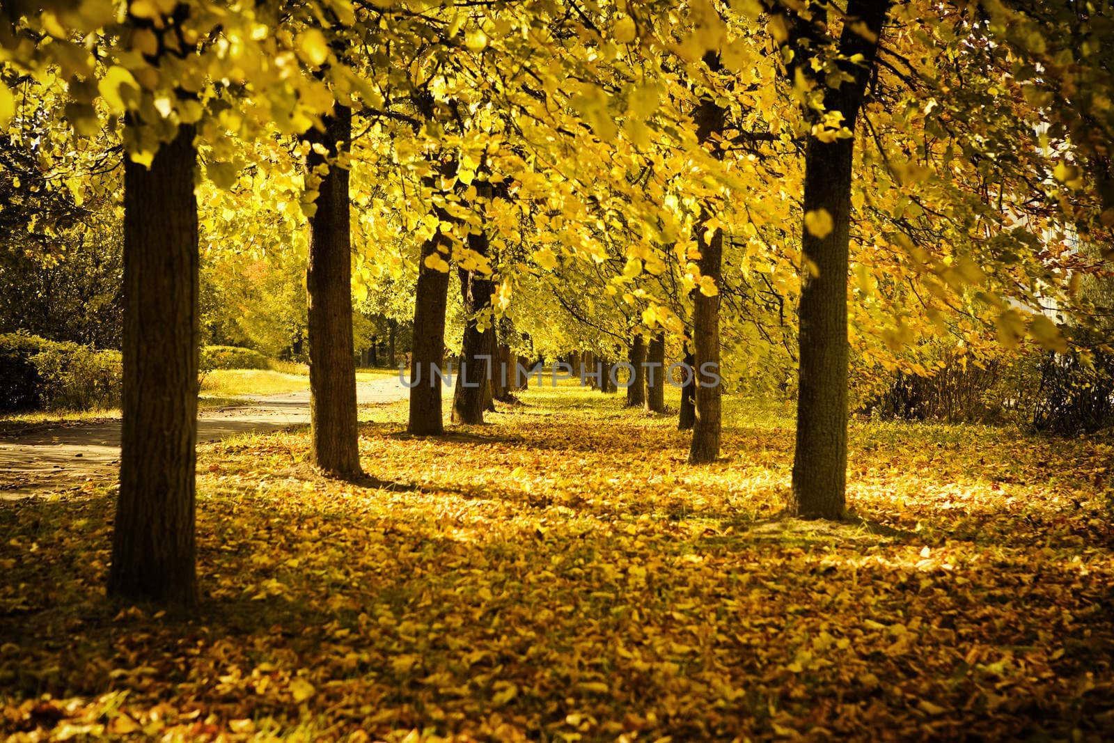 autumn avenue in park