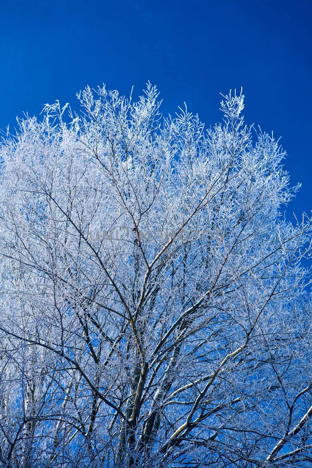 Winter tree