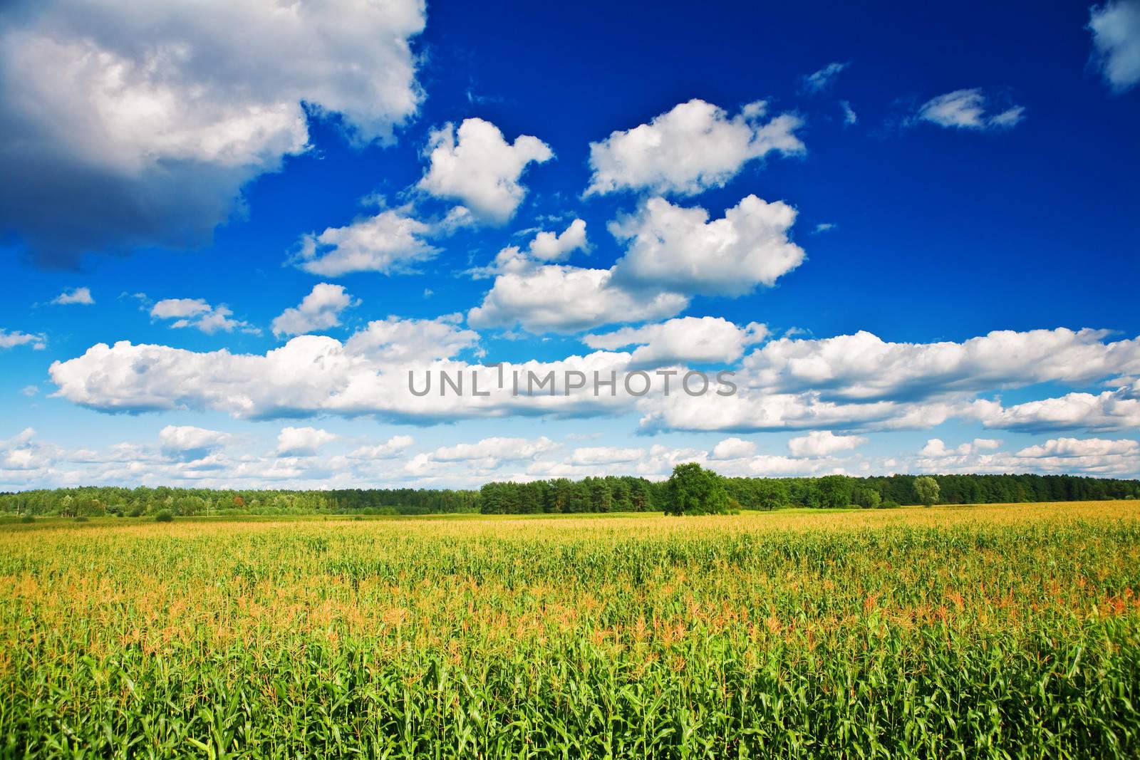 countryside field corn