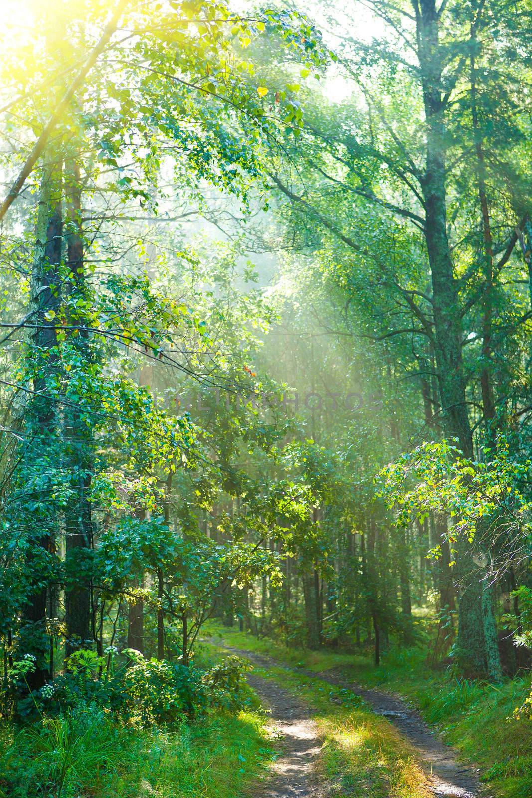 forest road in morning