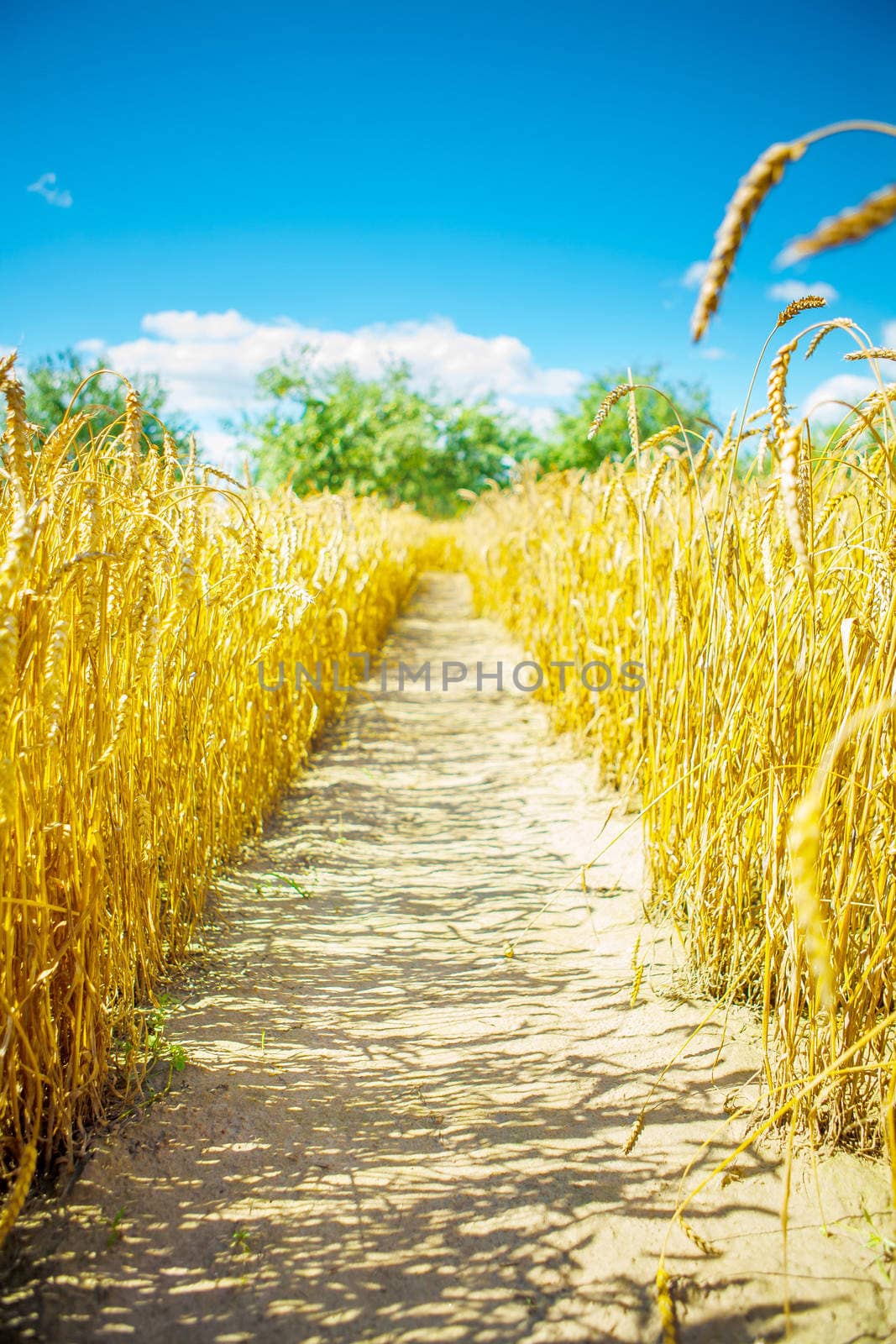 on wheat field