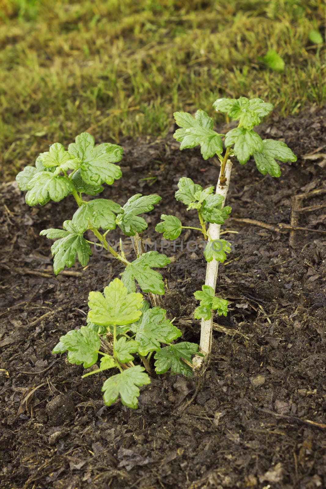 Sapling gooseberry planted in the spring in the garden