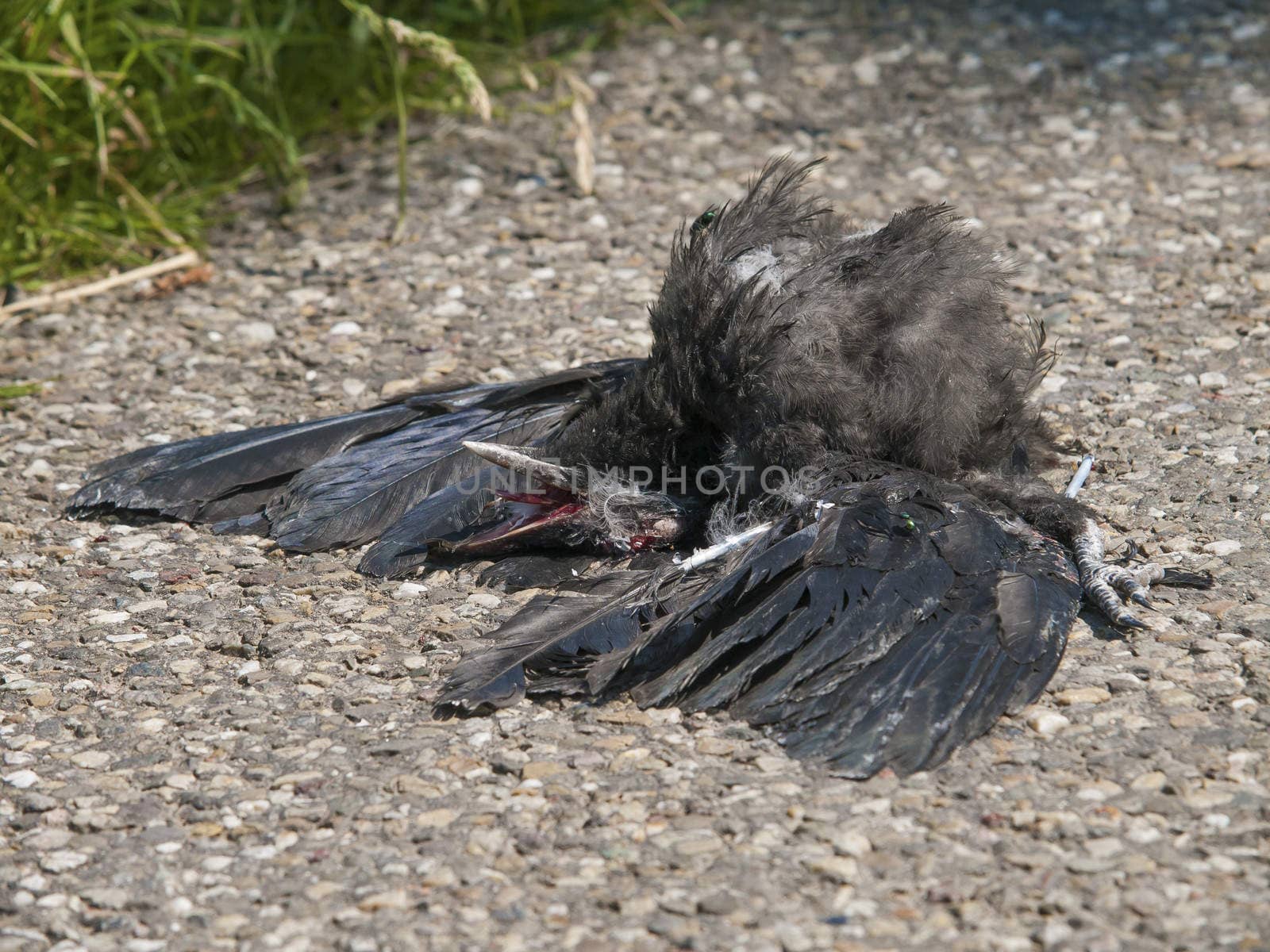 dead bird on the asphalt highway by kees59