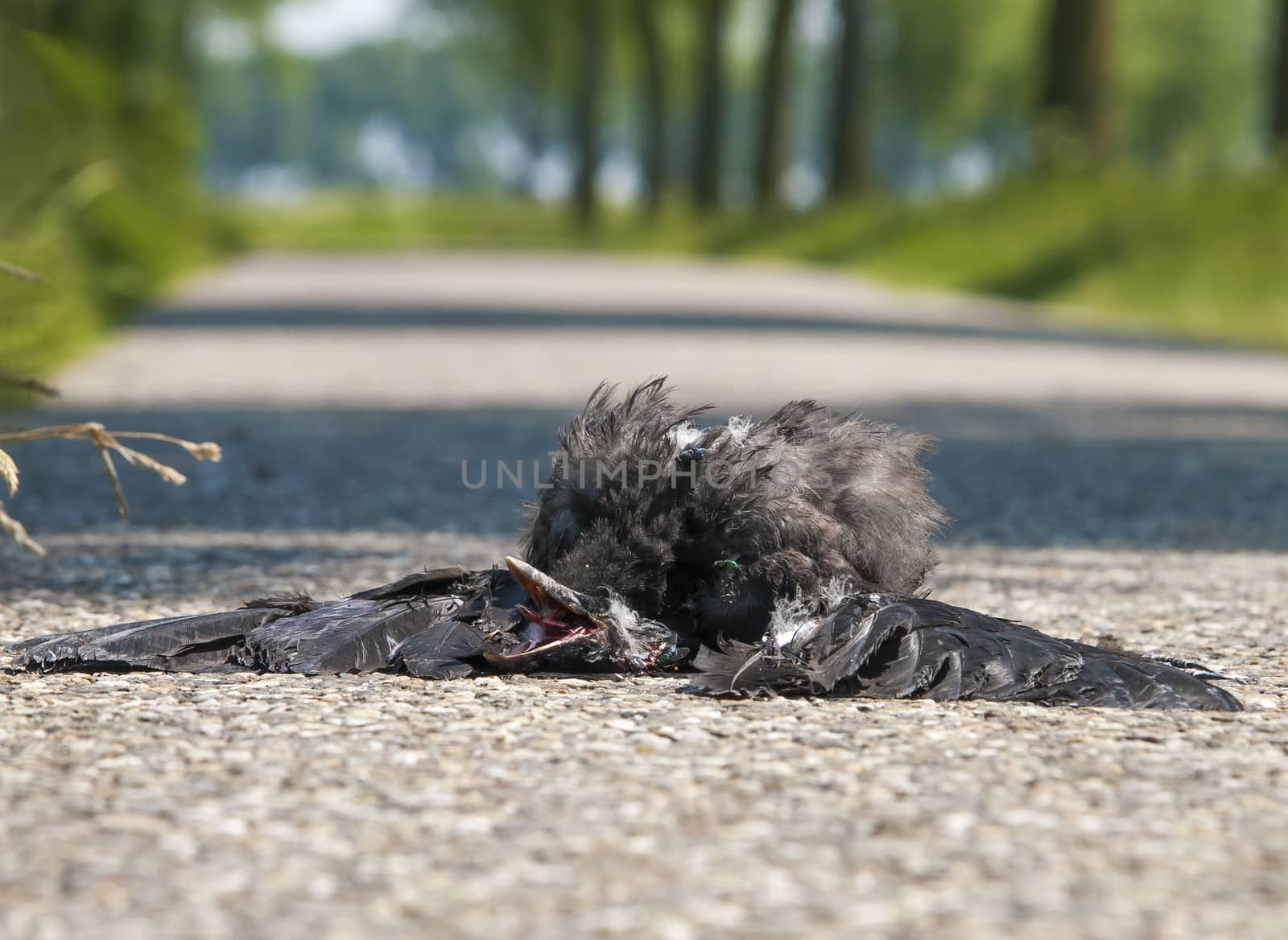dead bird on the asphalt highway with moving car