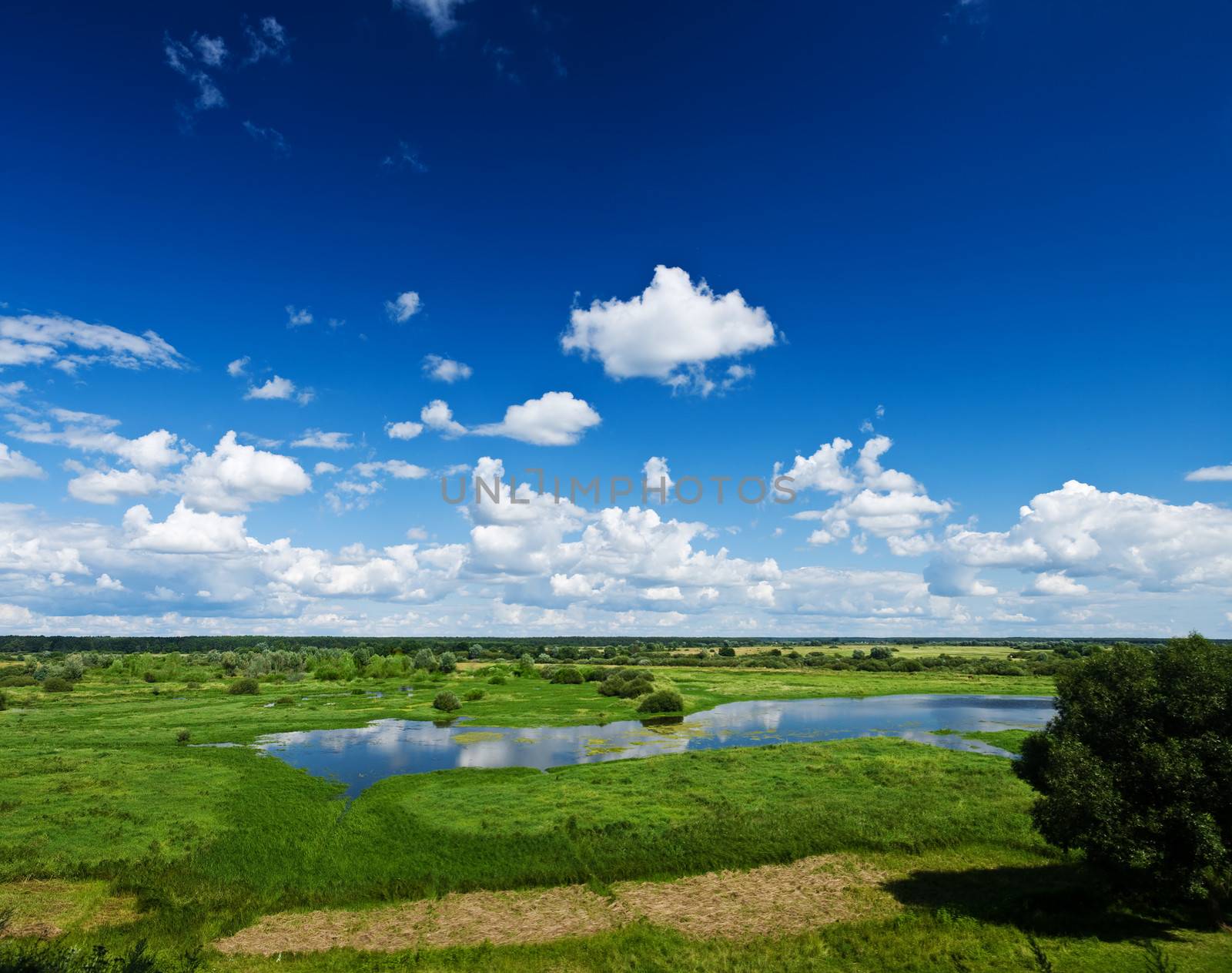 summer field by mihalec