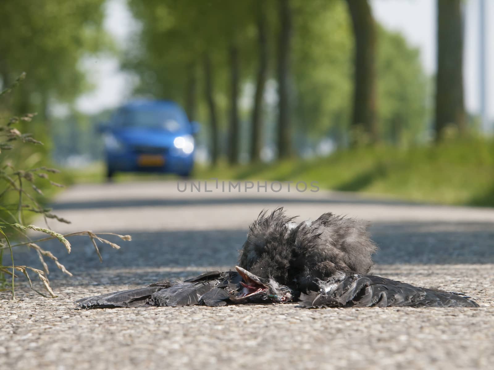 dead bird on the asphalt highway with moving car