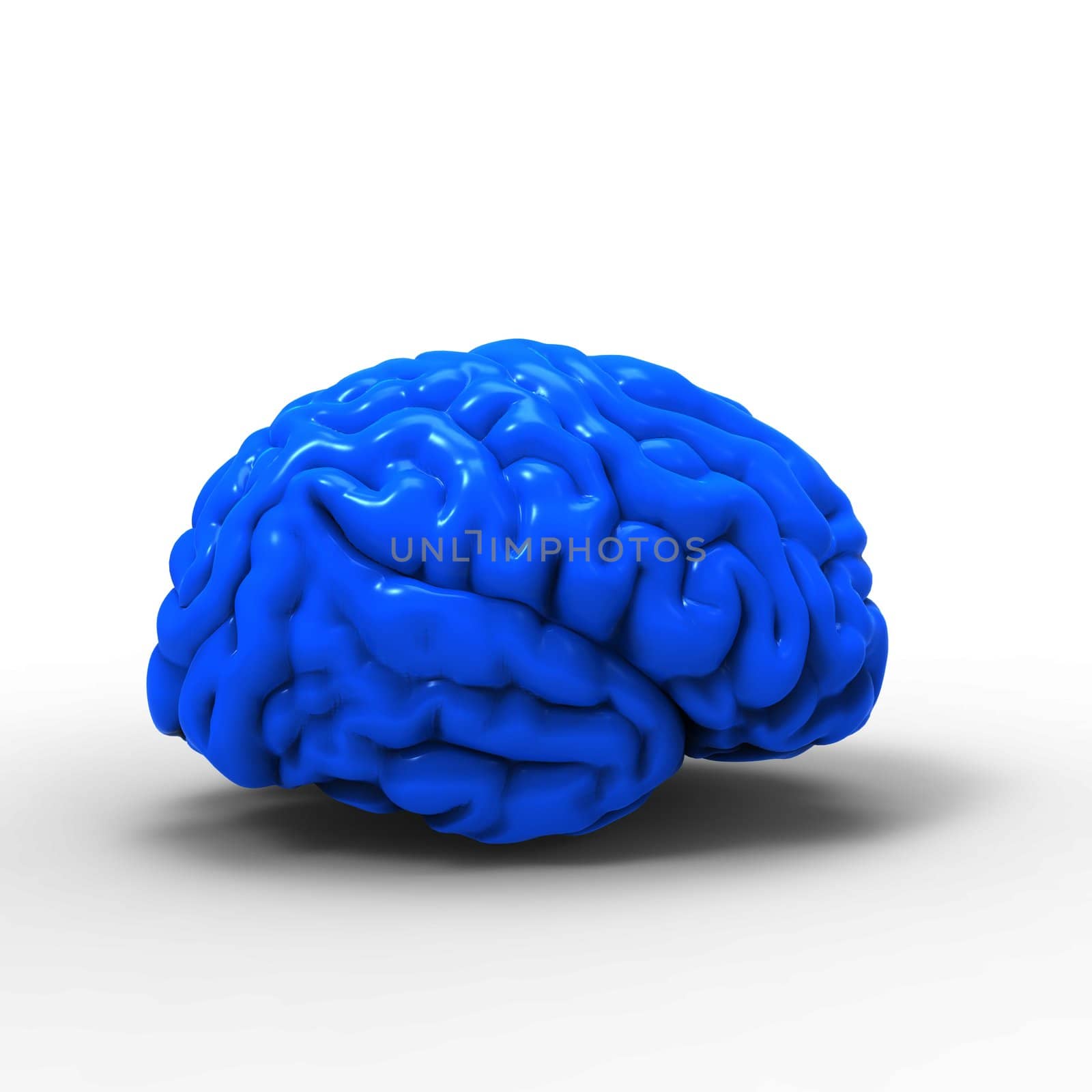 Human brain 3D model, isolated by totuss