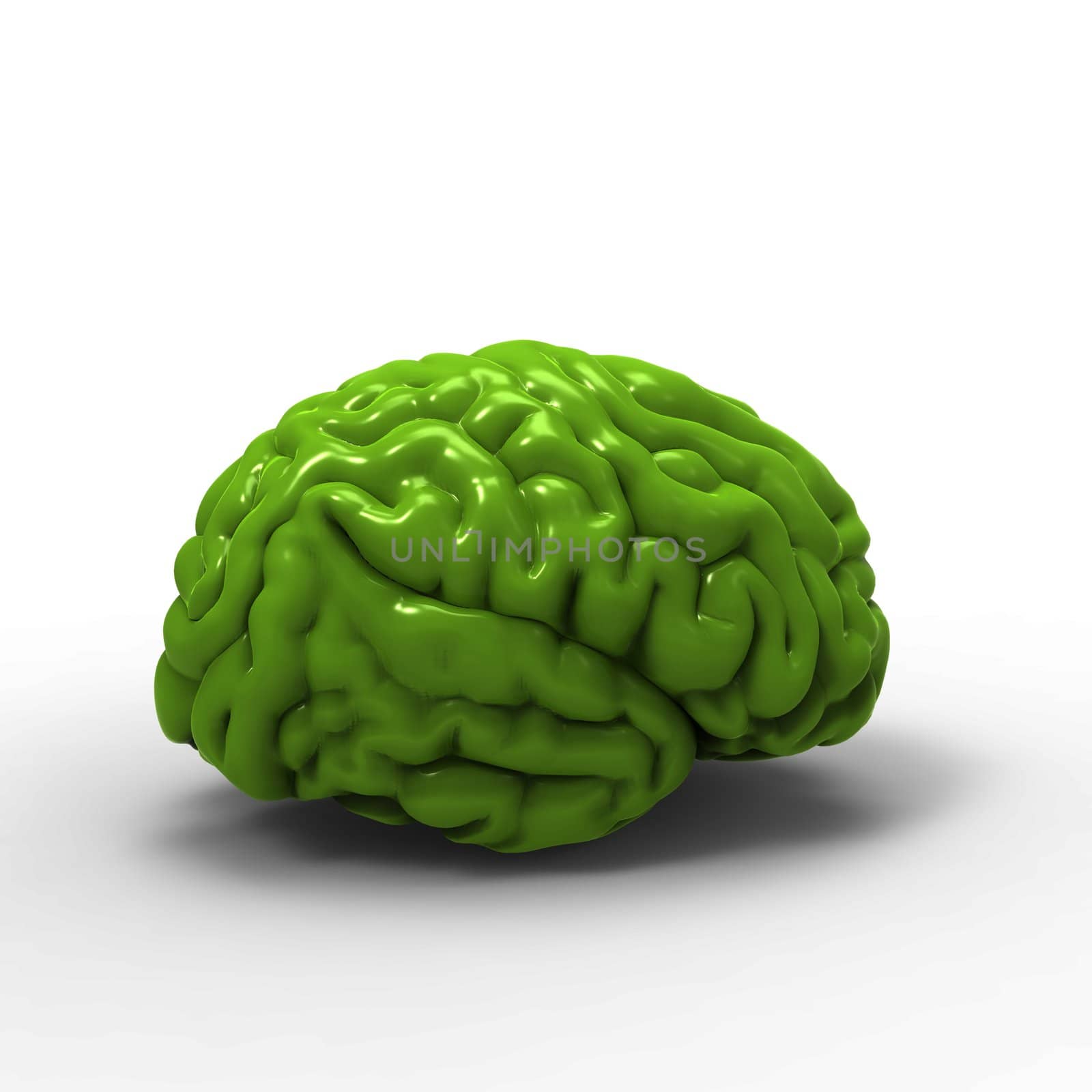 Human brain 3D model, isolated by totuss