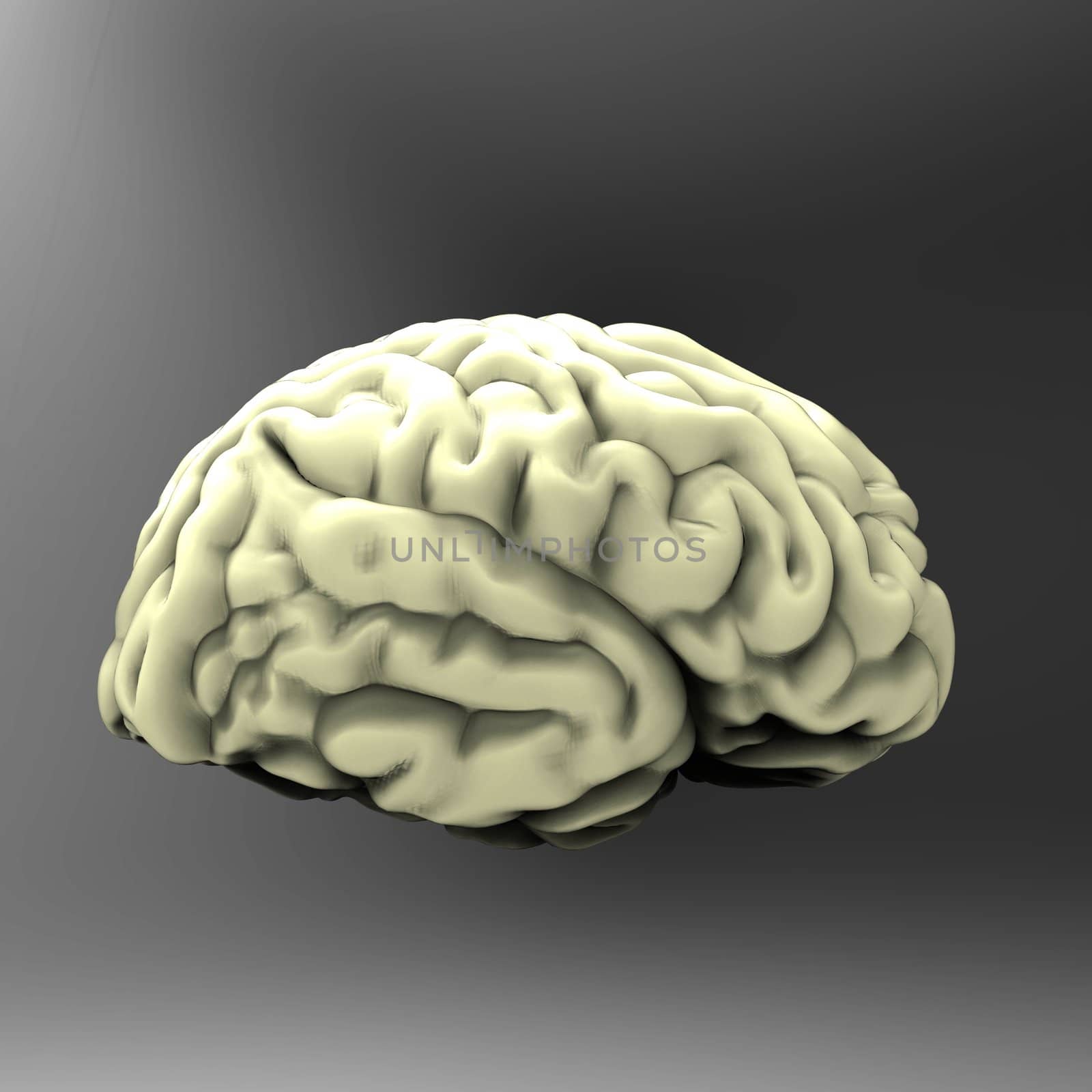 Human brain 3D model, isolated by totuss