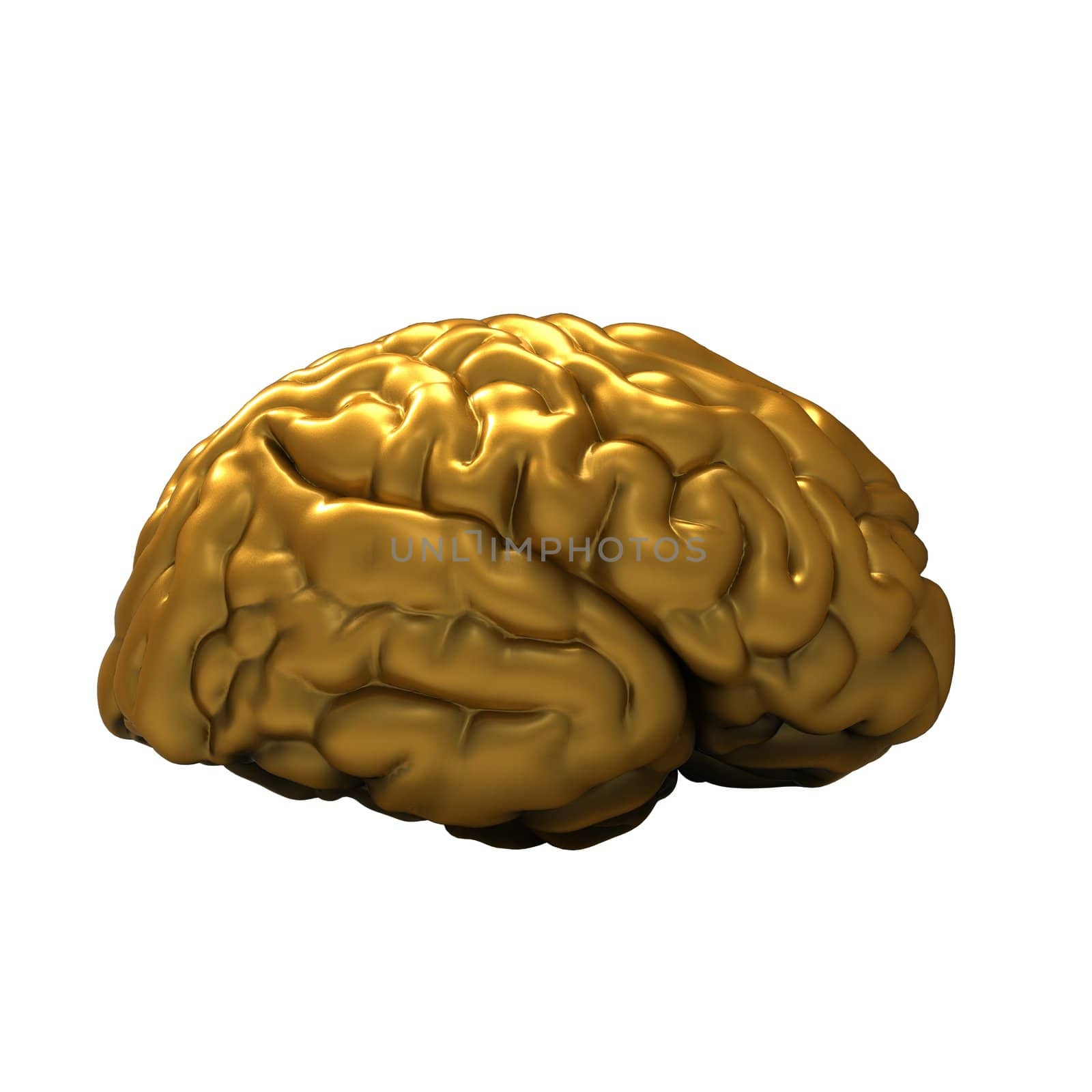 Human brain 3D model, isolated by totuss