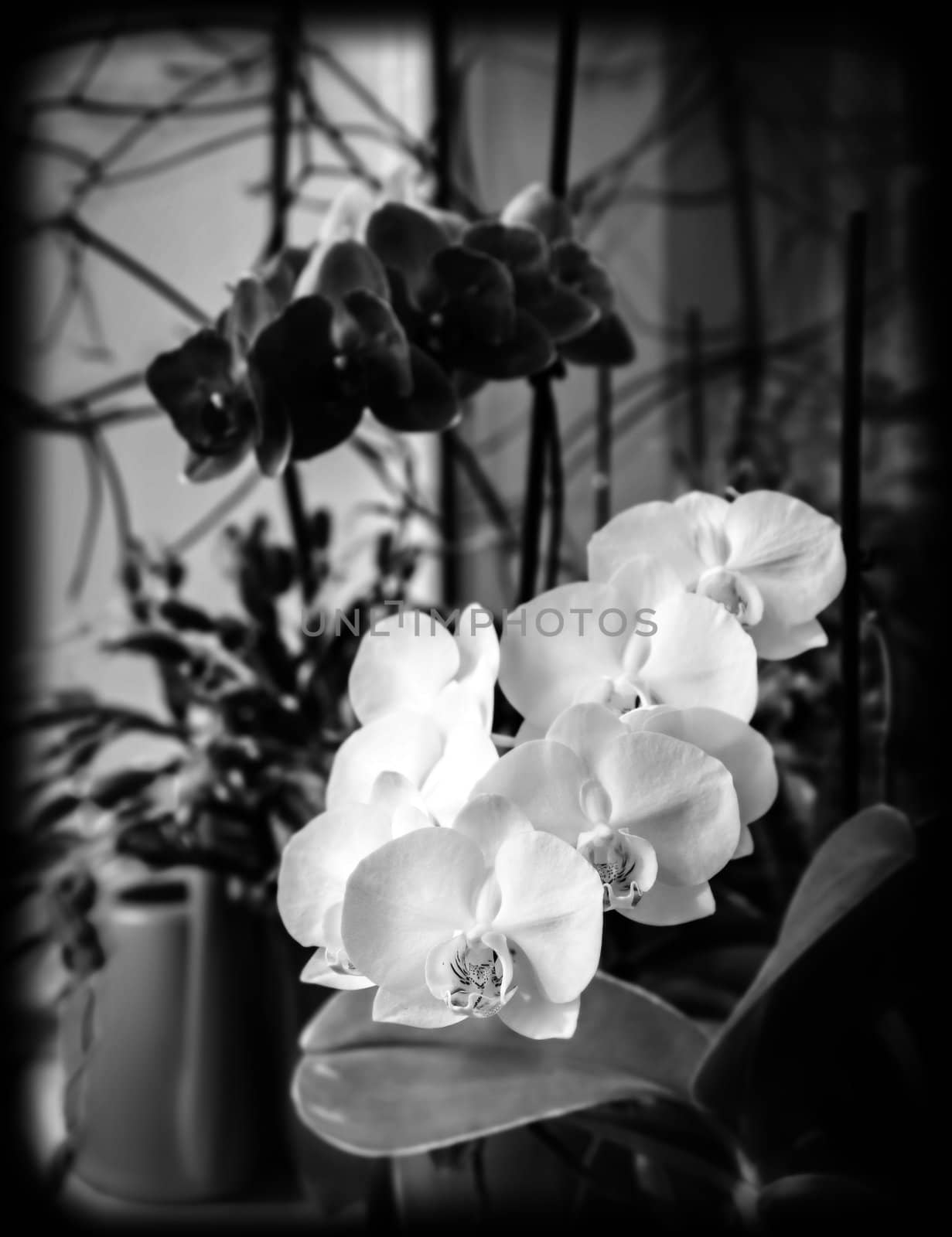 orchids on window sill, black and white photo