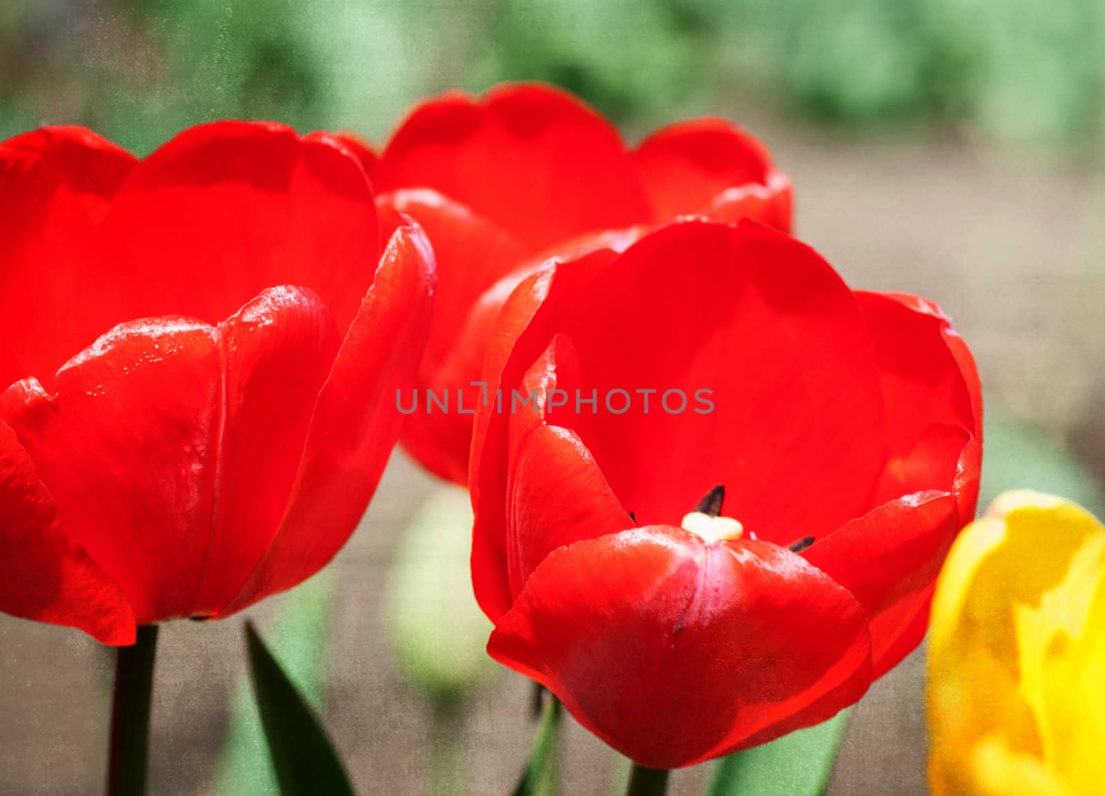 Red tulips, textured paper background by Zhukow