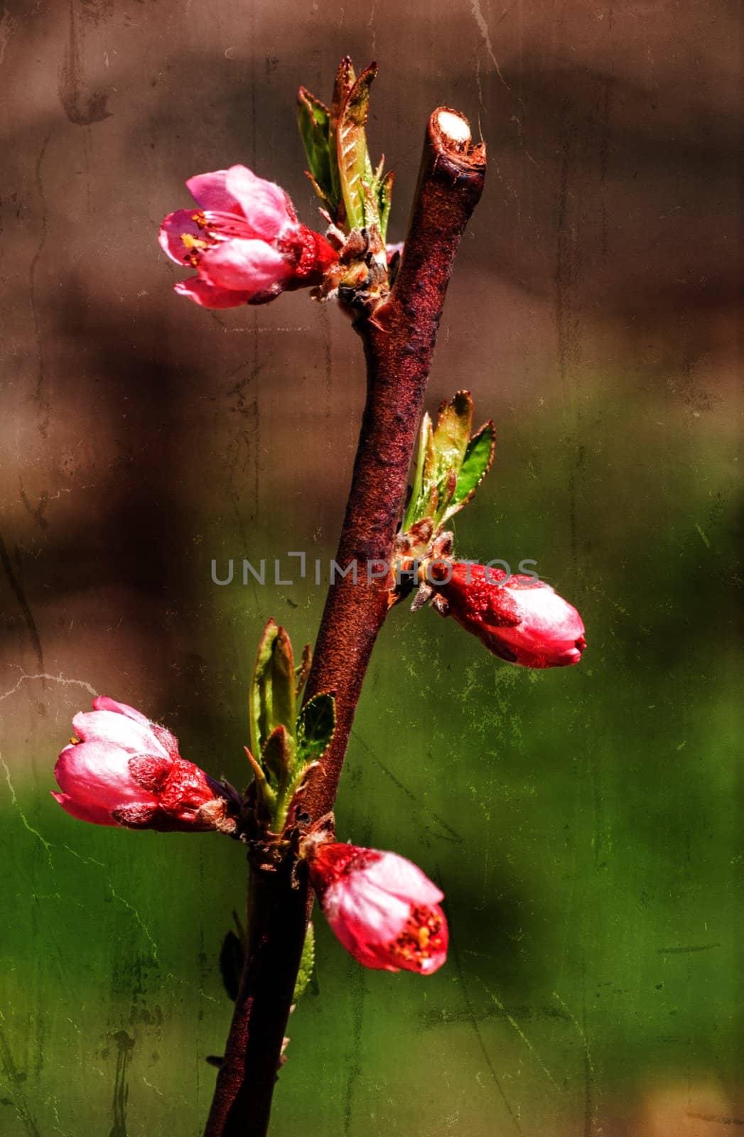textured old paper background, branch of a blossoming  tree on garden