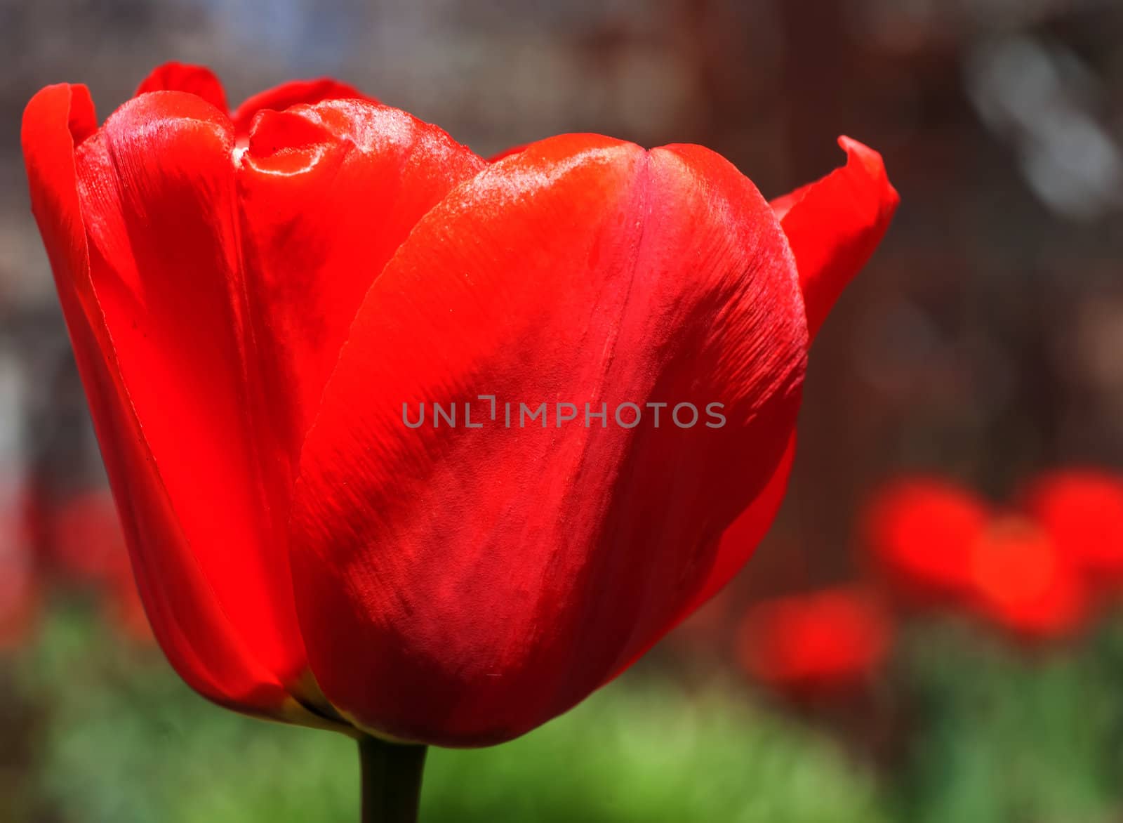 Red tulip, in a spring garden, blurred background