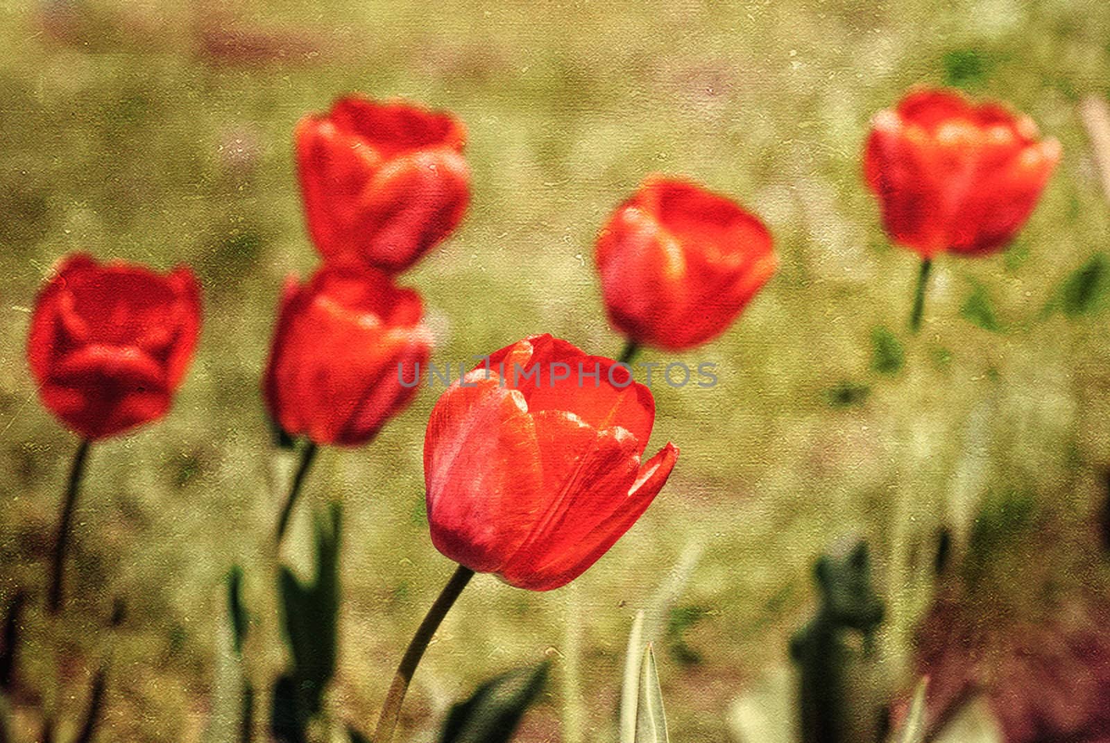 Red tulips, textured paper background by Zhukow