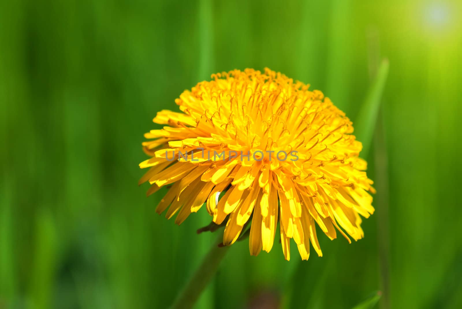 Beautiful spring flower background