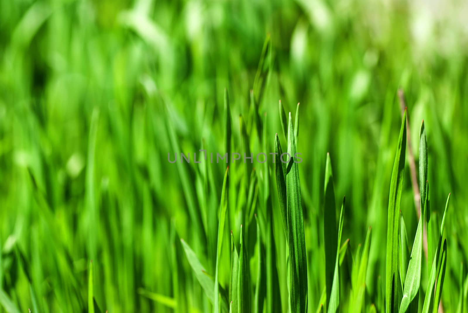 Fresh green grass in sunshine(Shallow Dof)