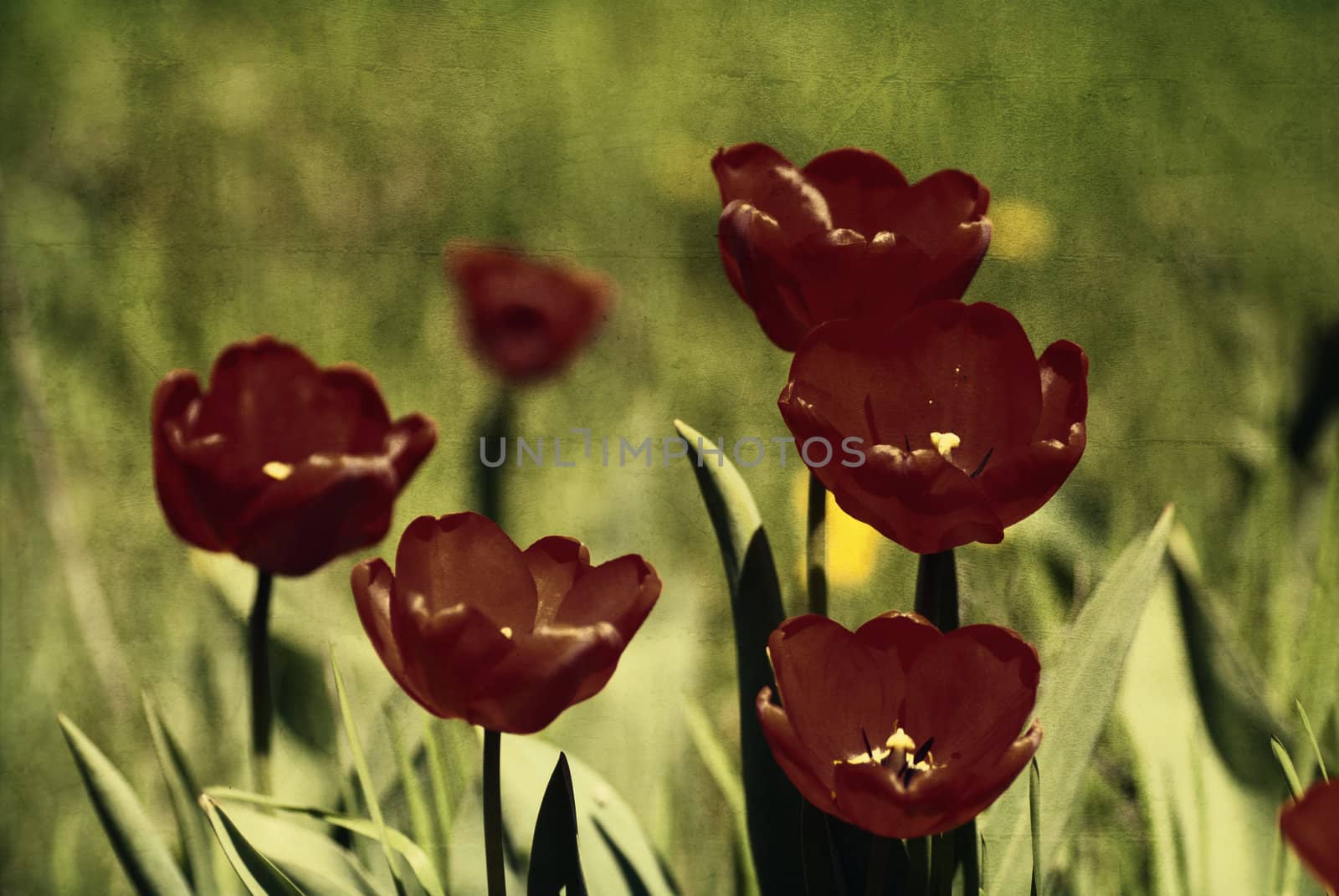 Red tulips, textured paper background by Zhukow