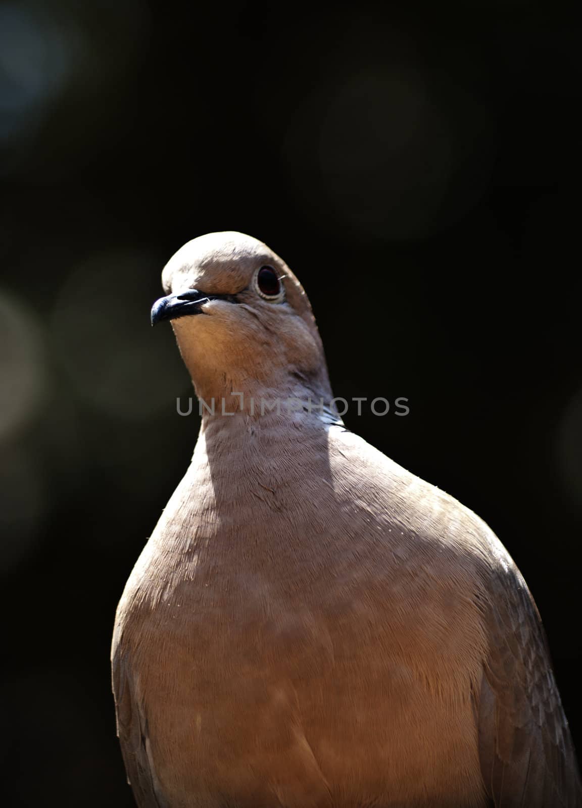 portrait of young pigeon.
