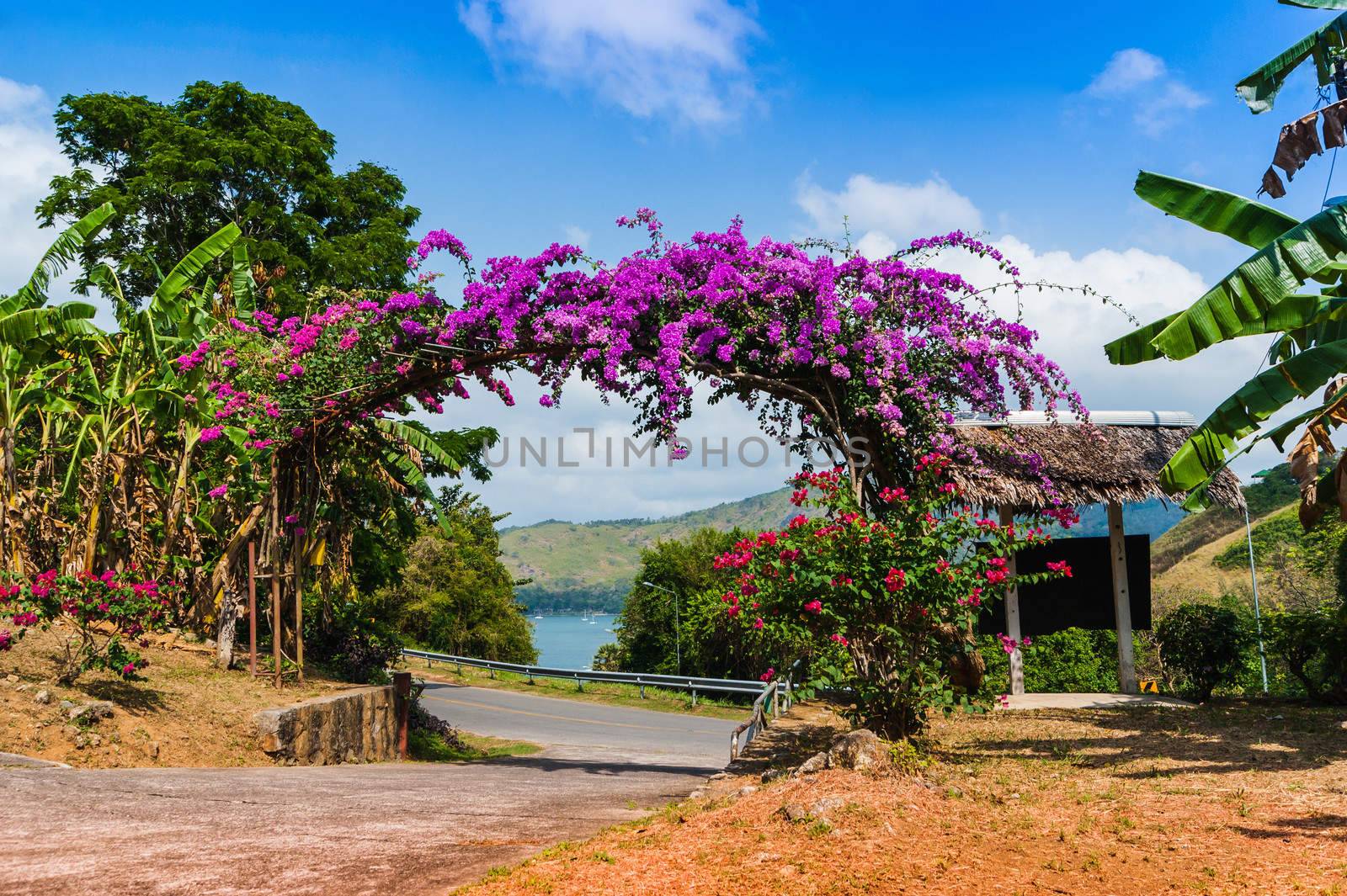 Arch of purple flowers in the garden in Thailand