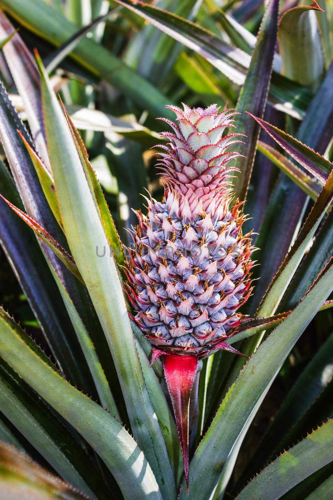 Fresh pineaple fruit on bush with leaves