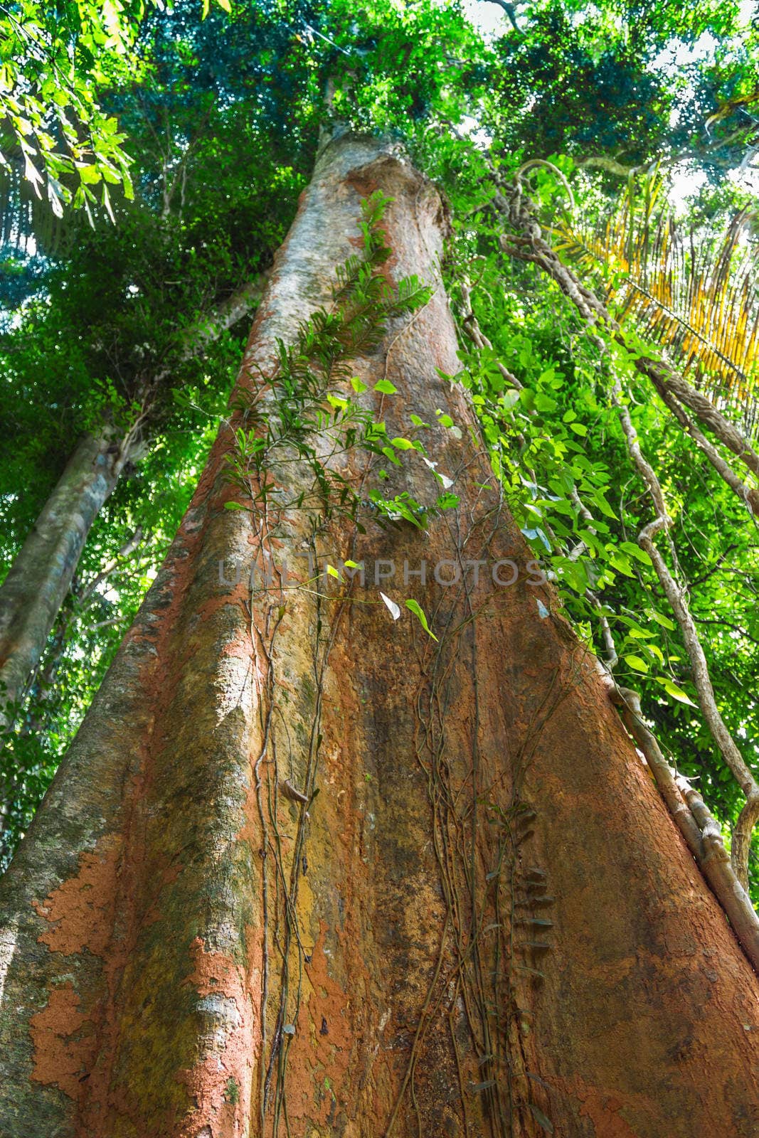 tropical jungles of South East Asia. Thailand