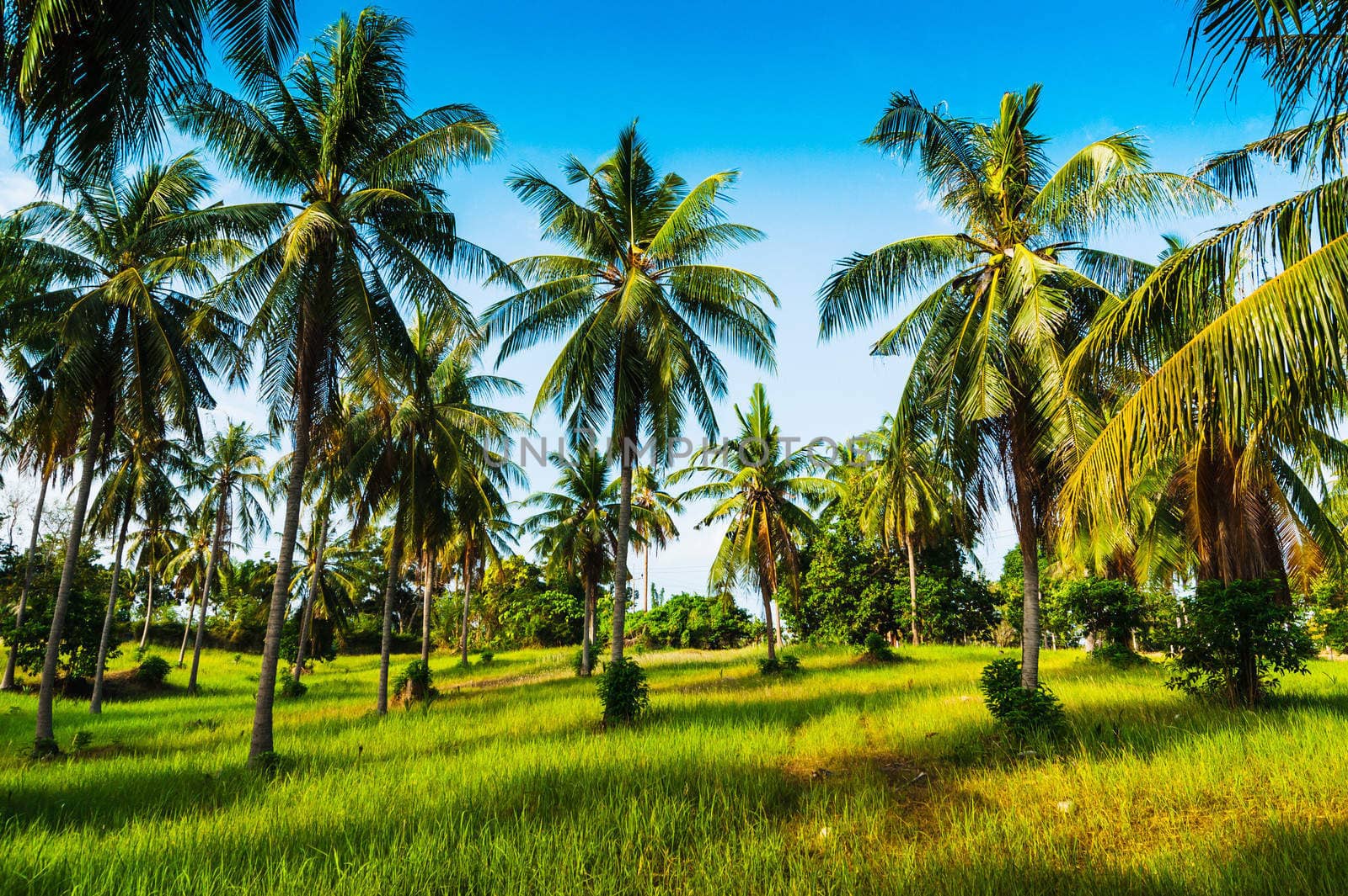 grove of coconut trees on a sunny day in Thailand