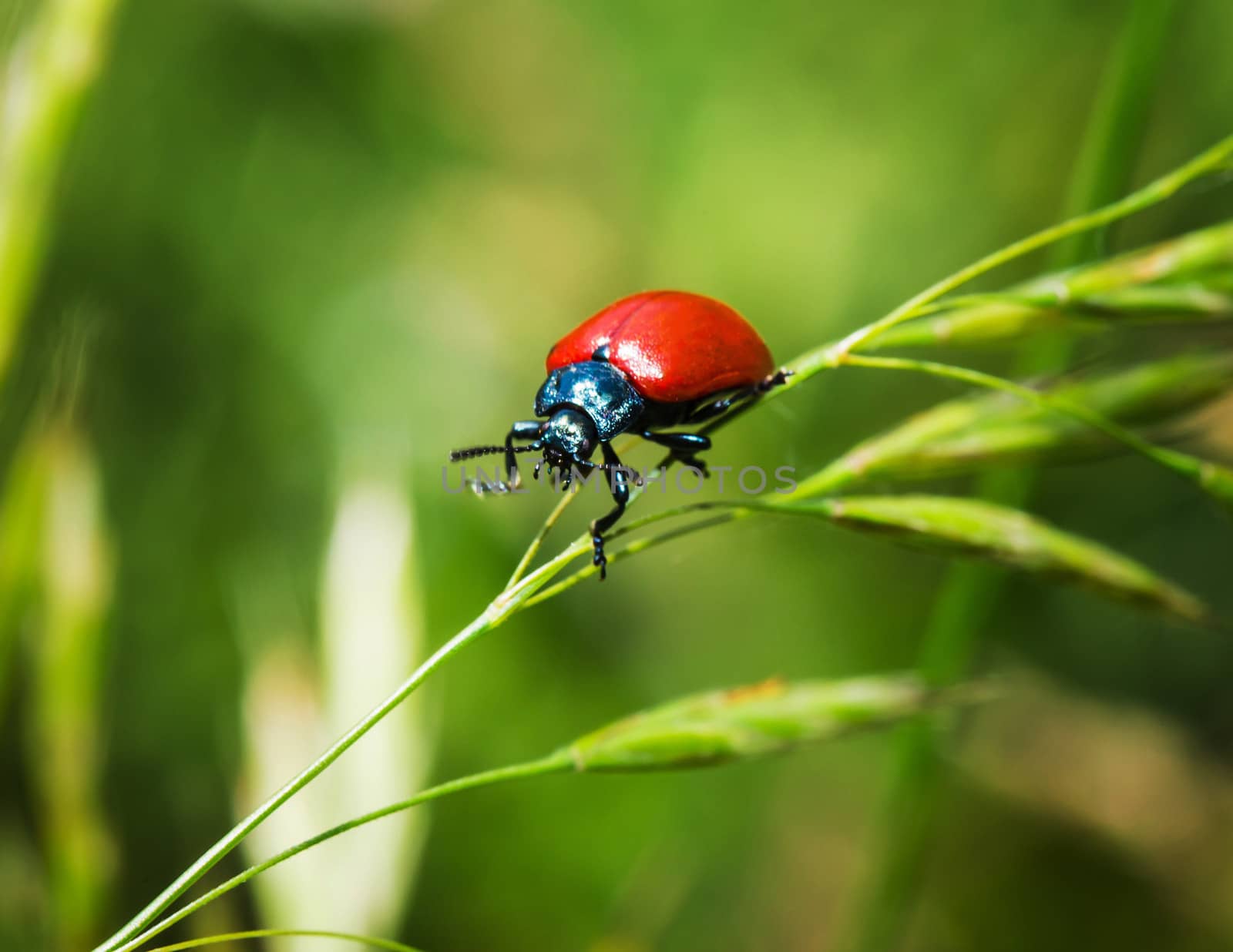 Red bug on a blade of grass  by oleg_zhukov