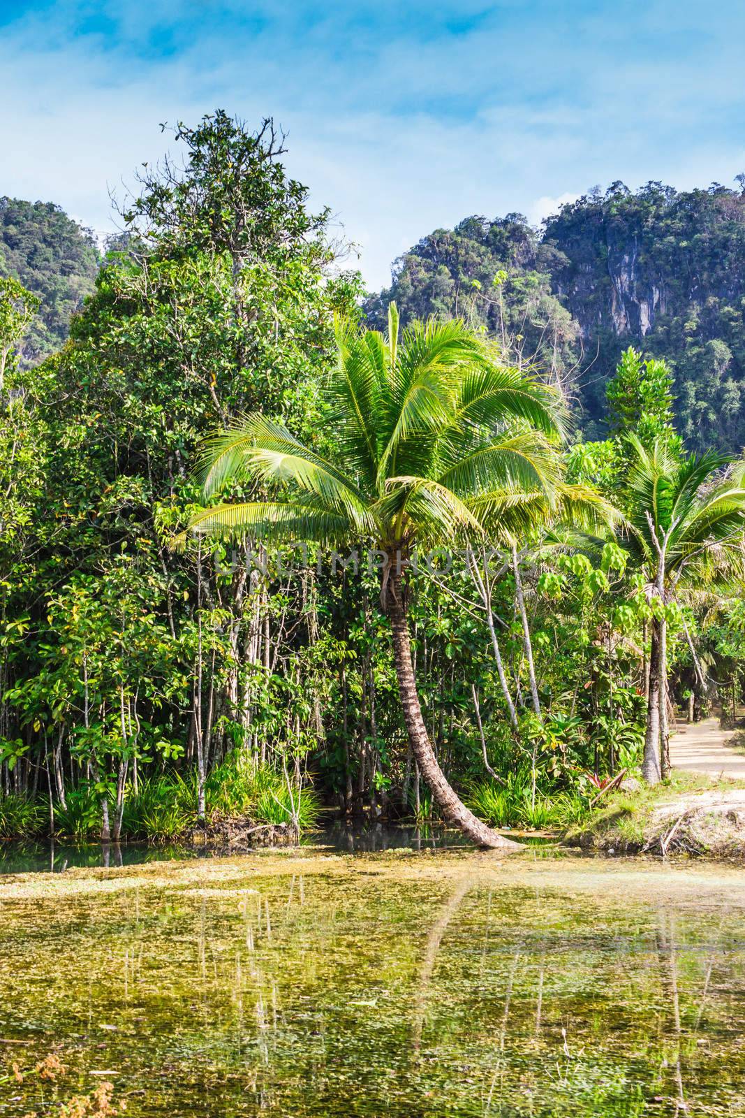 nature of the island of Phuket,Thailand