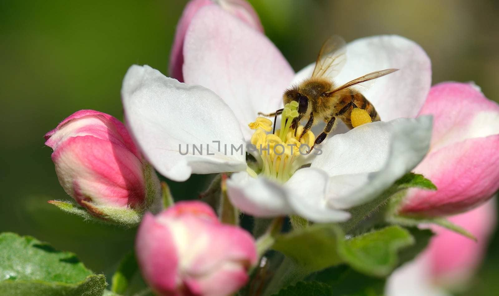Busy Bee in an apple blossom