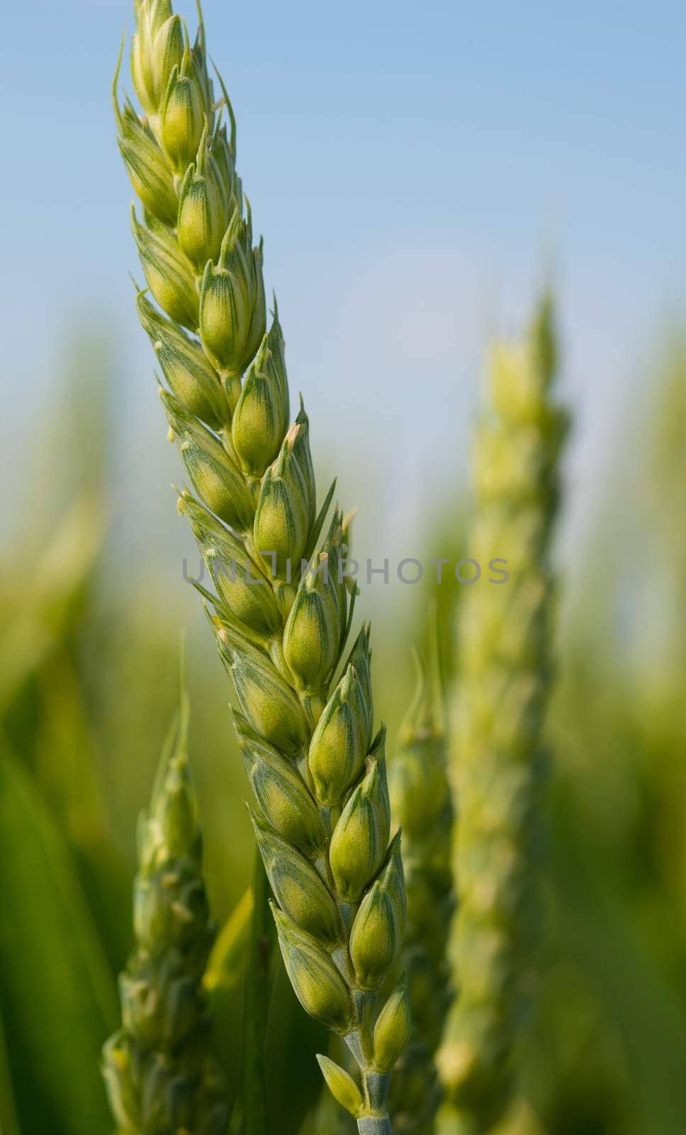 Wheat in June
