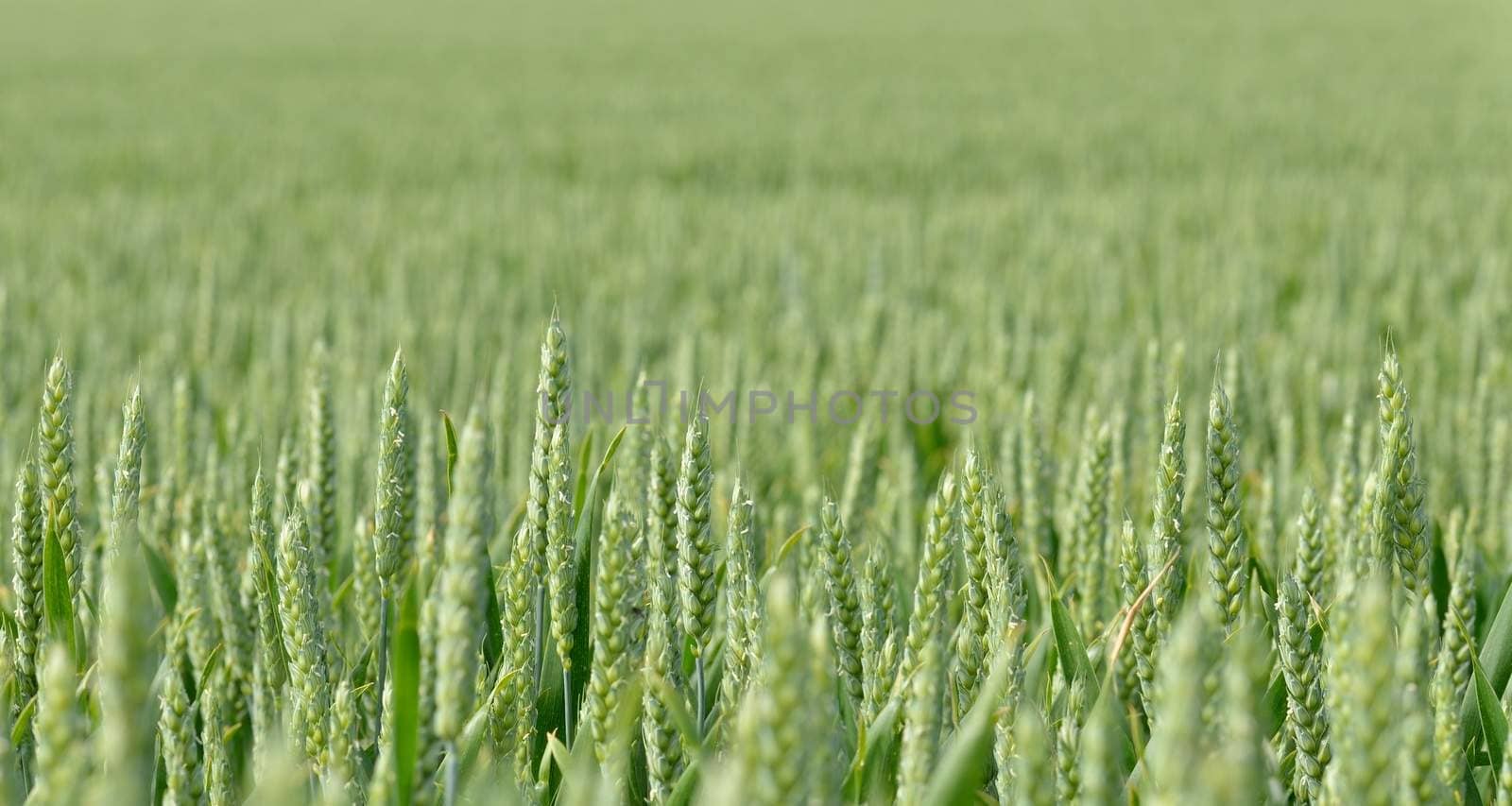 Wheat field in June