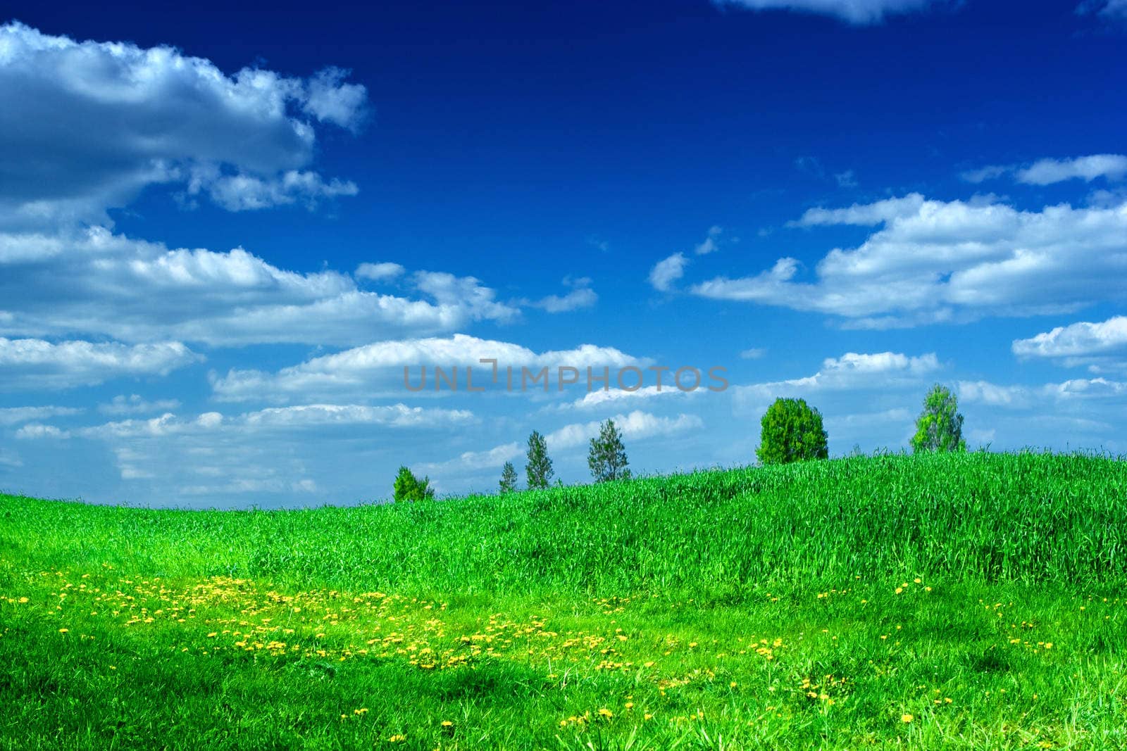 green meadow with beauty blue sky