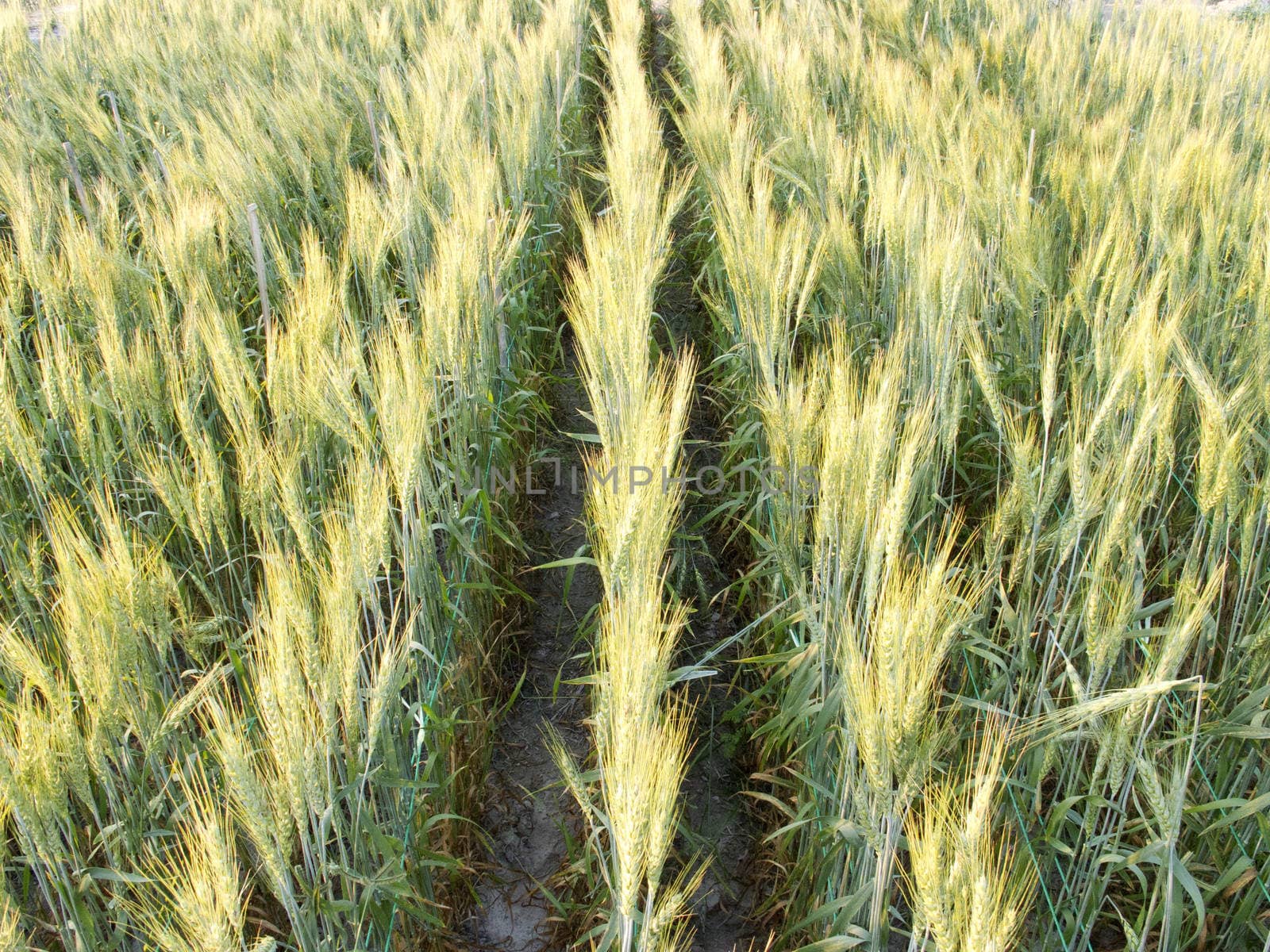 Green barley field in the evening 