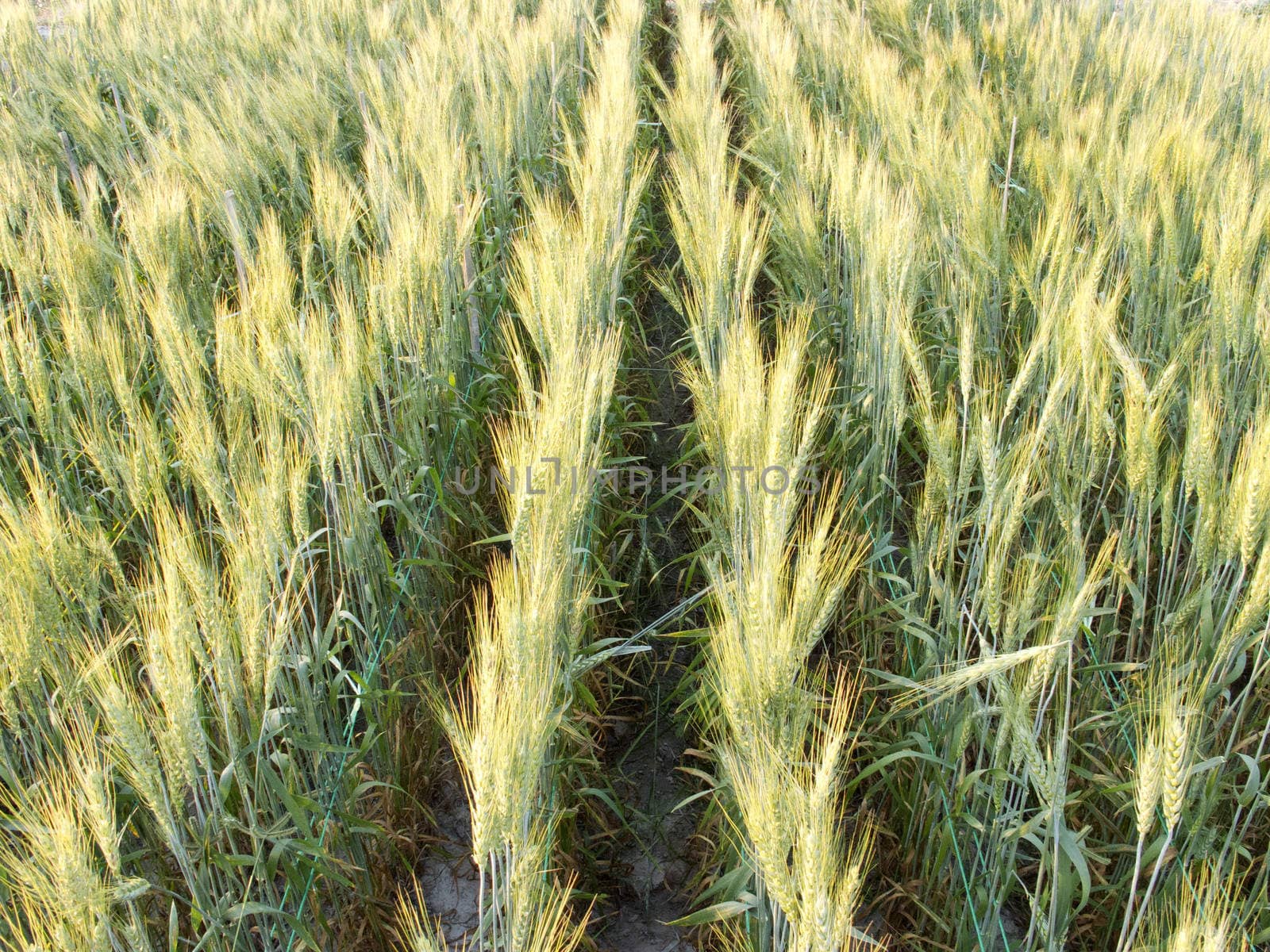Green barley field by iampuay