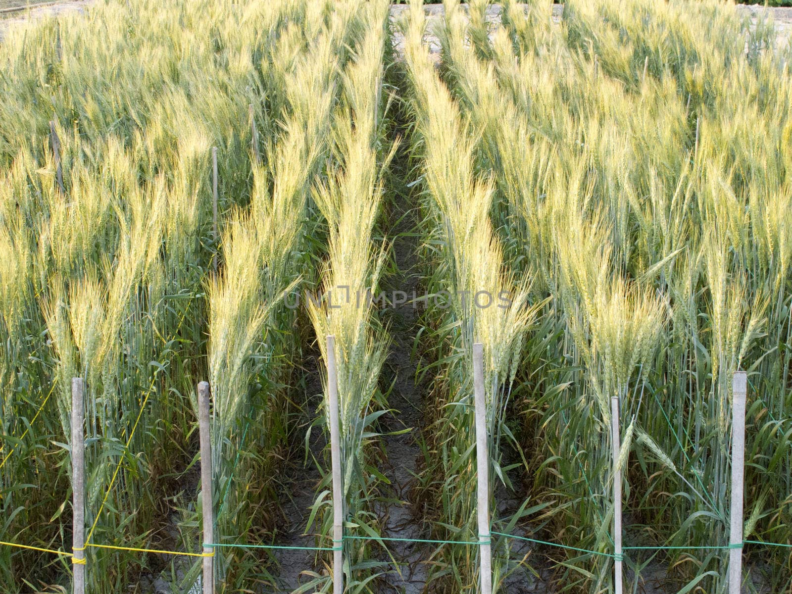 Green barley field by iampuay