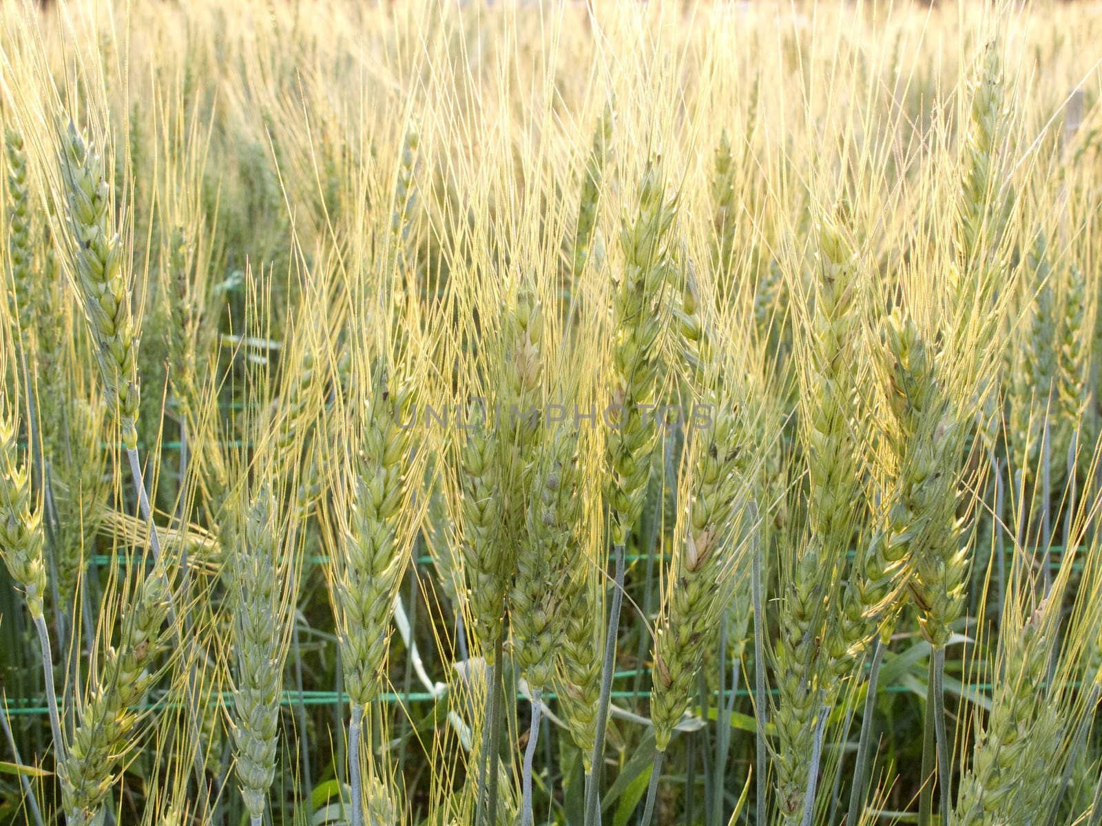 Green barley field in the evening