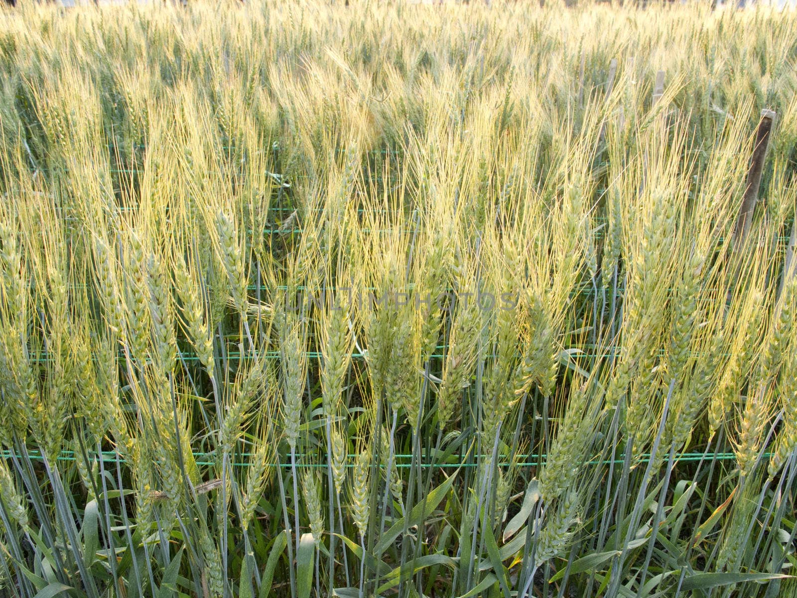 Green barley field by iampuay