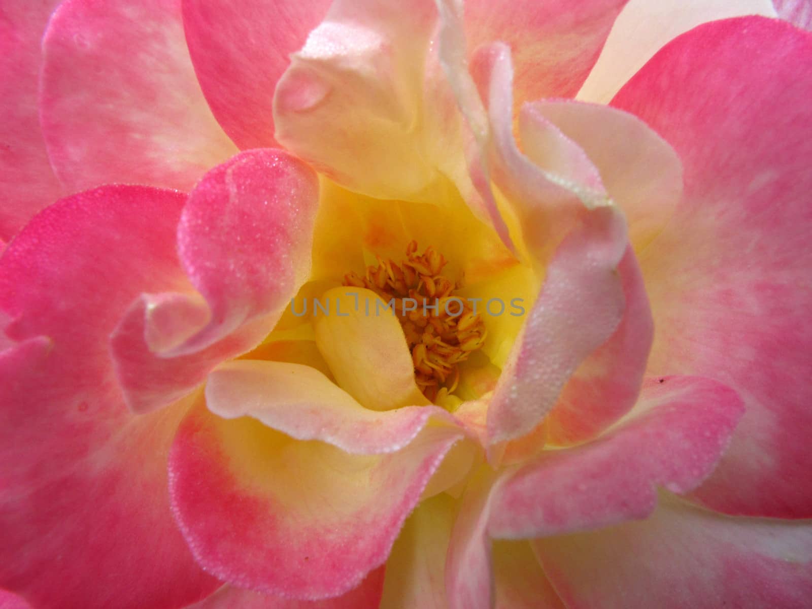 Close up pollen of big pink rose in center