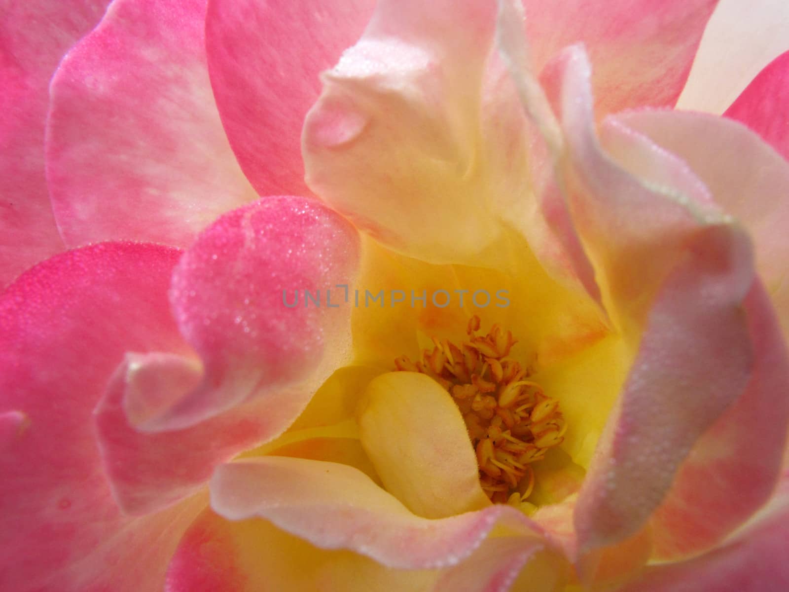 Pollen of big pink rose  by iampuay