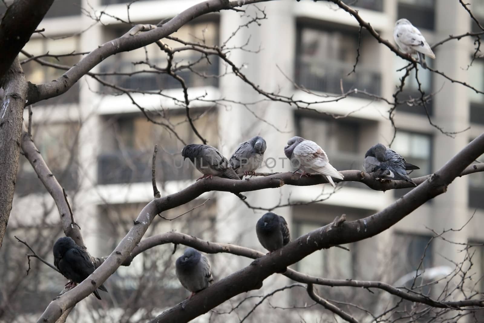 Frozen doves on branches of tree in winter New-York city.