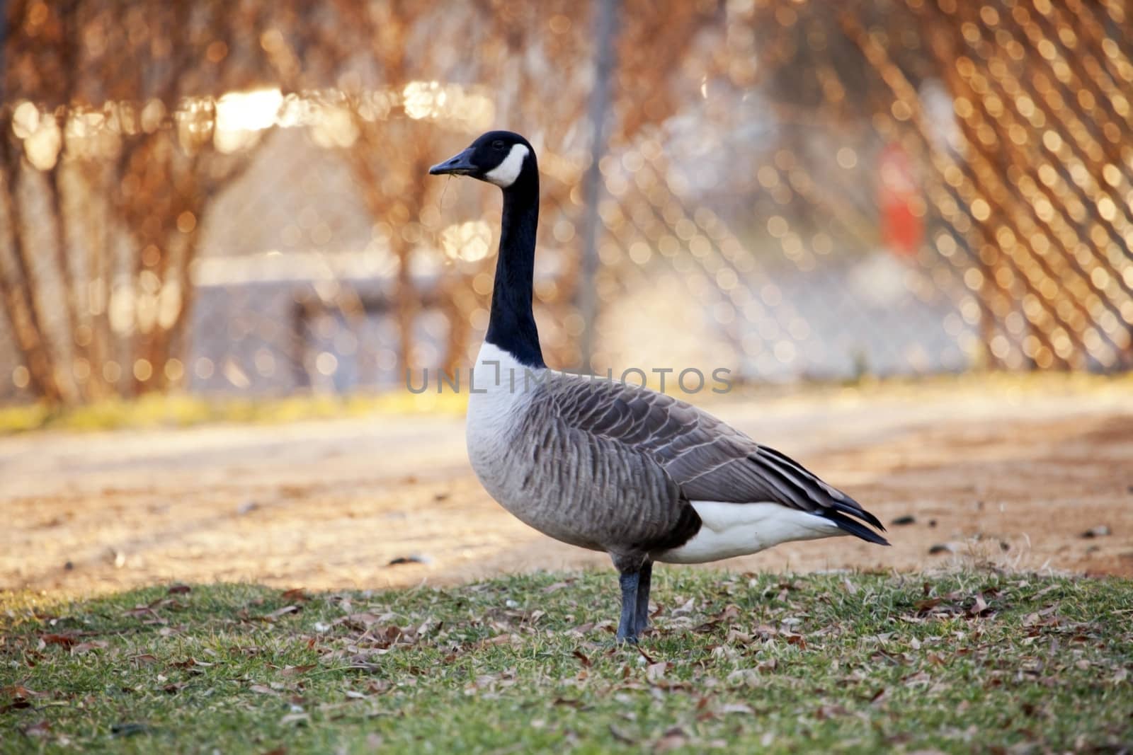 Standing motionless Canada goose.