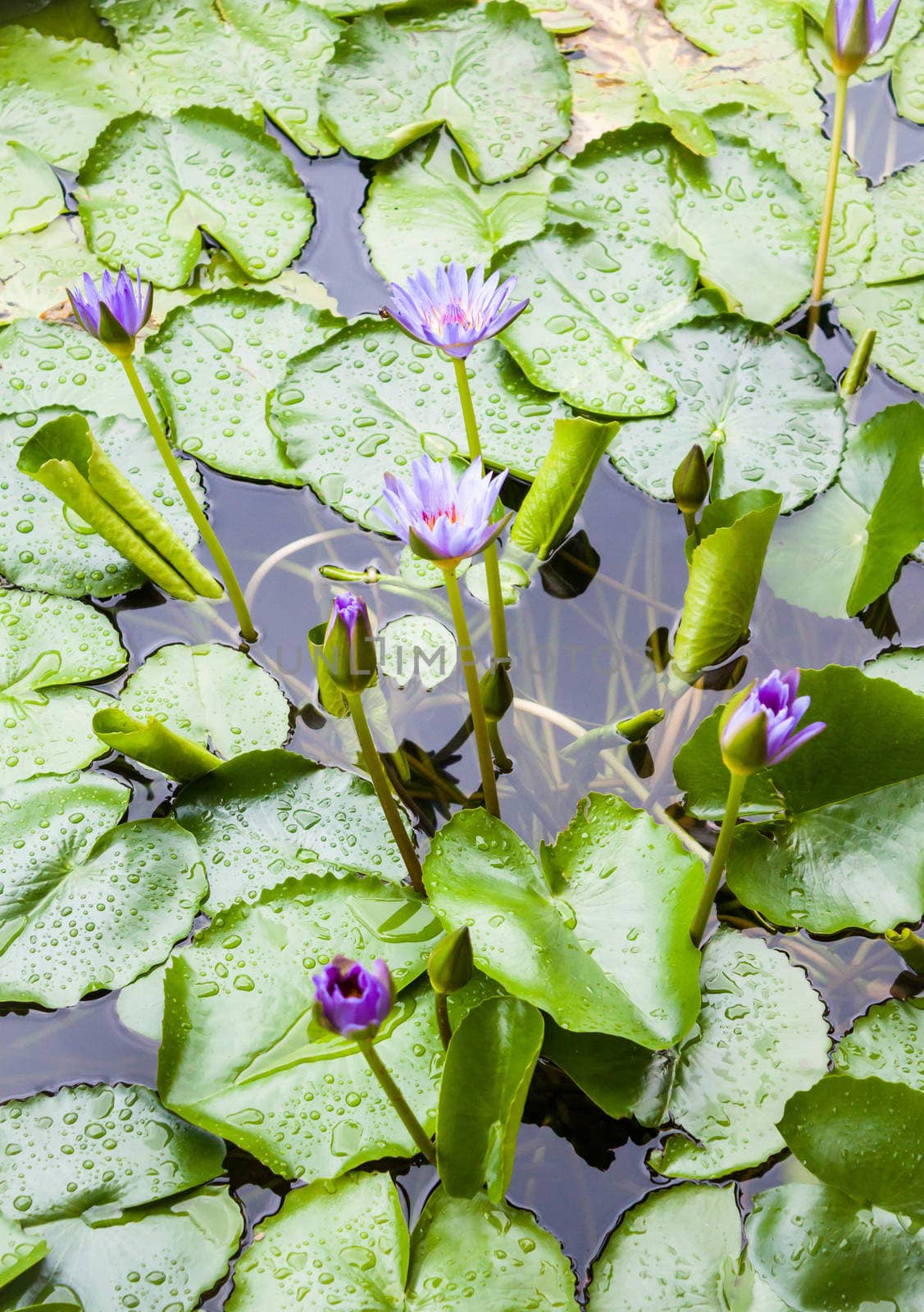 Floating violet lotus flowers on green leaf