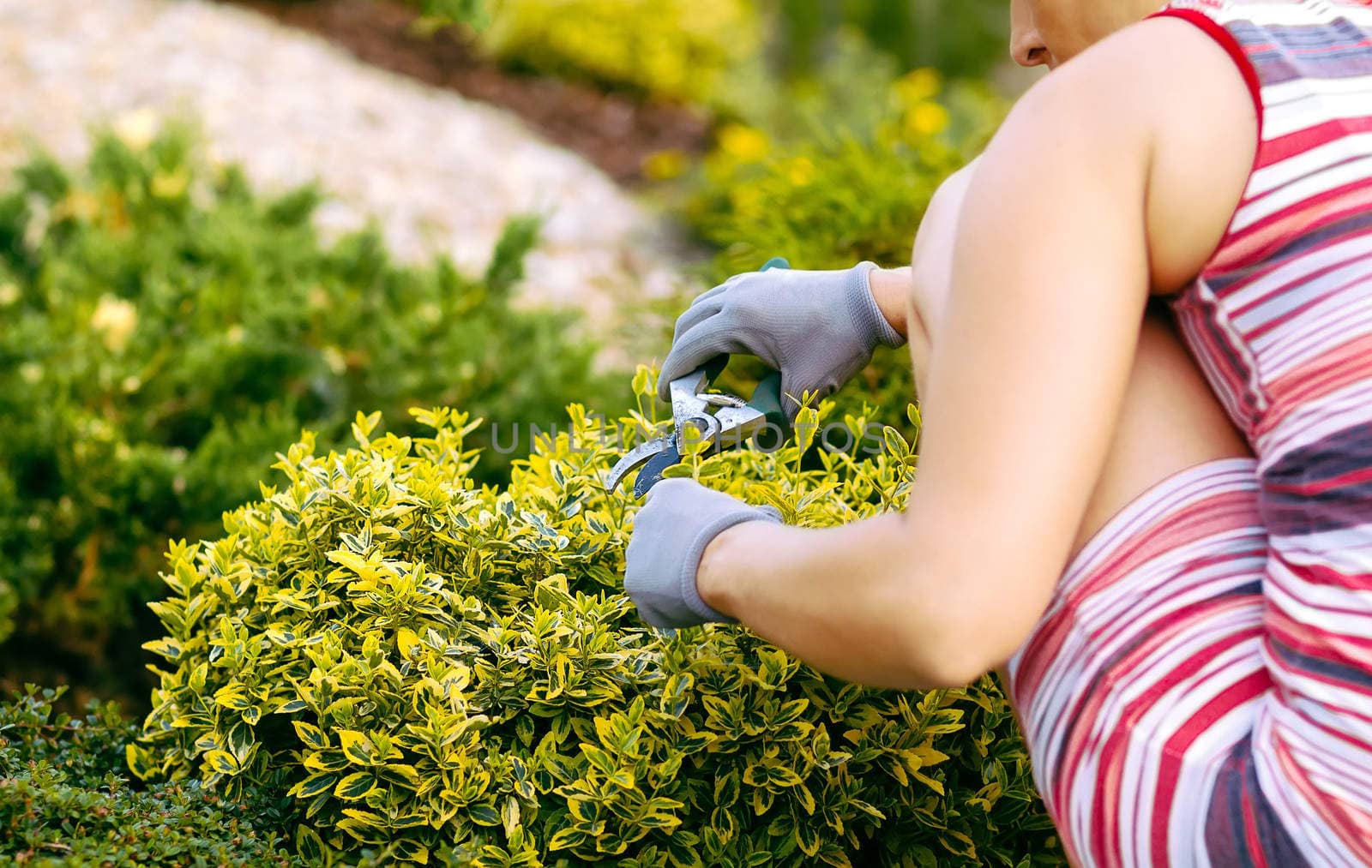 detail of woman hand gardening with rubber gloves